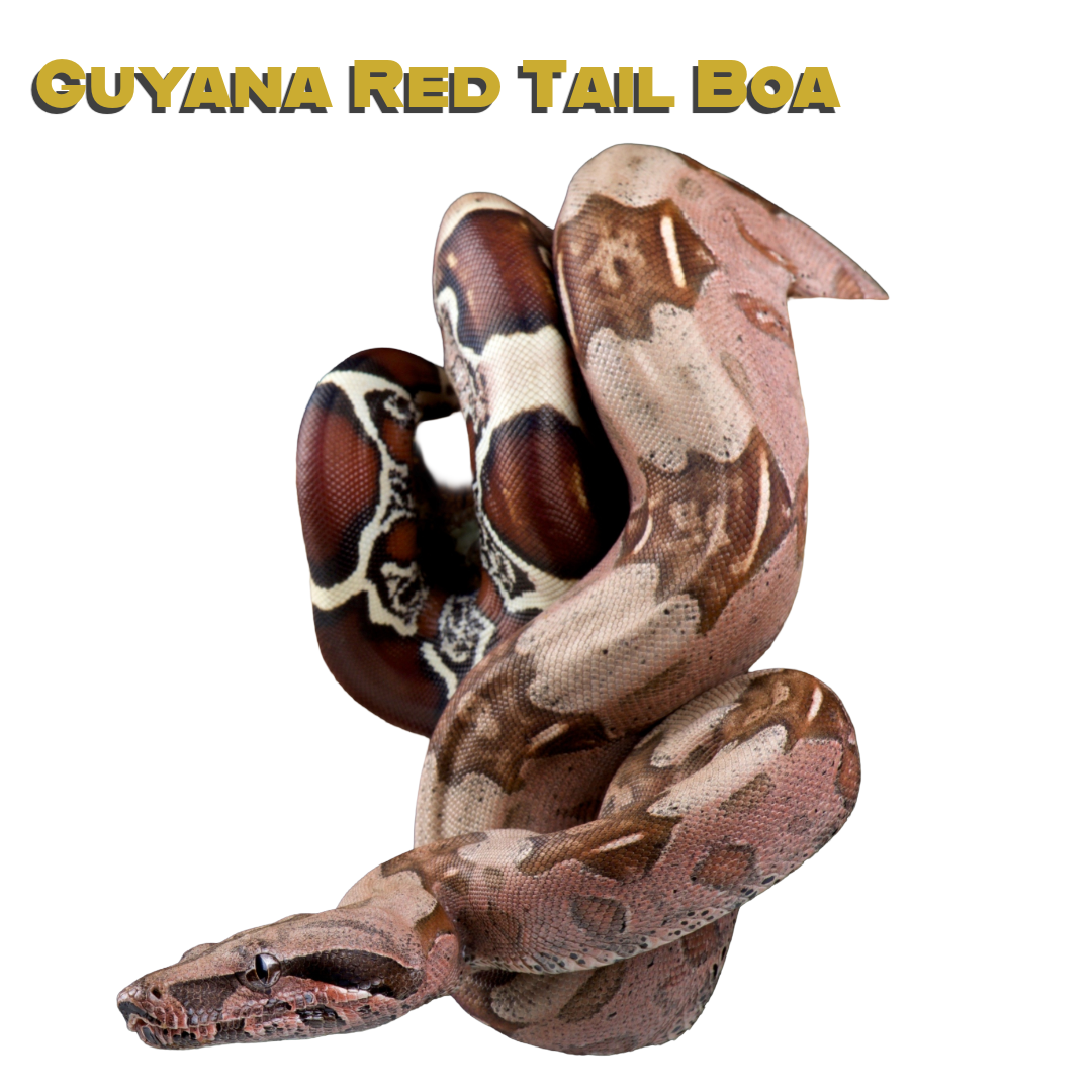 Caring for your Guyana Red Tail Boa