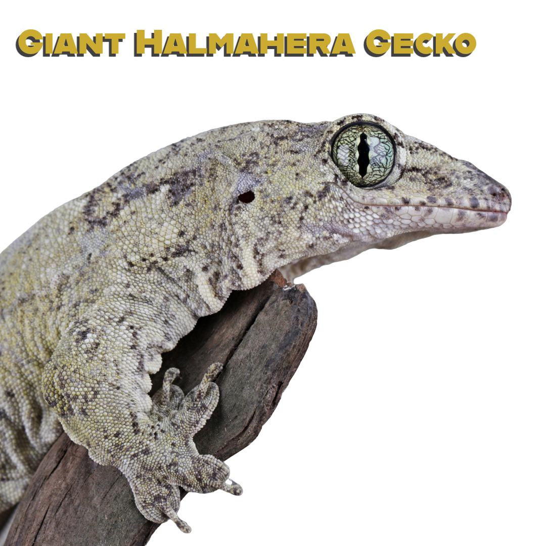 Caring for your Giant Halmahera Gecko