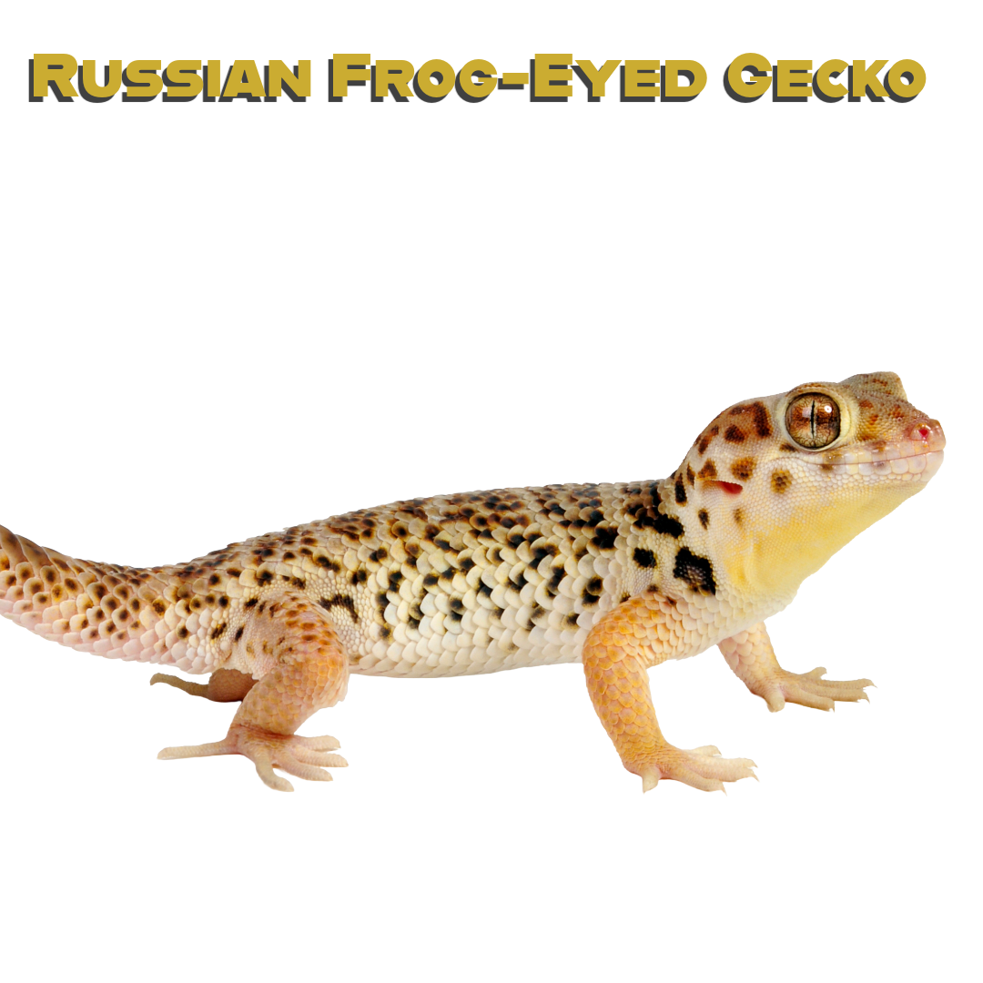 Caring for your Russian Frog-Eyed Gecko