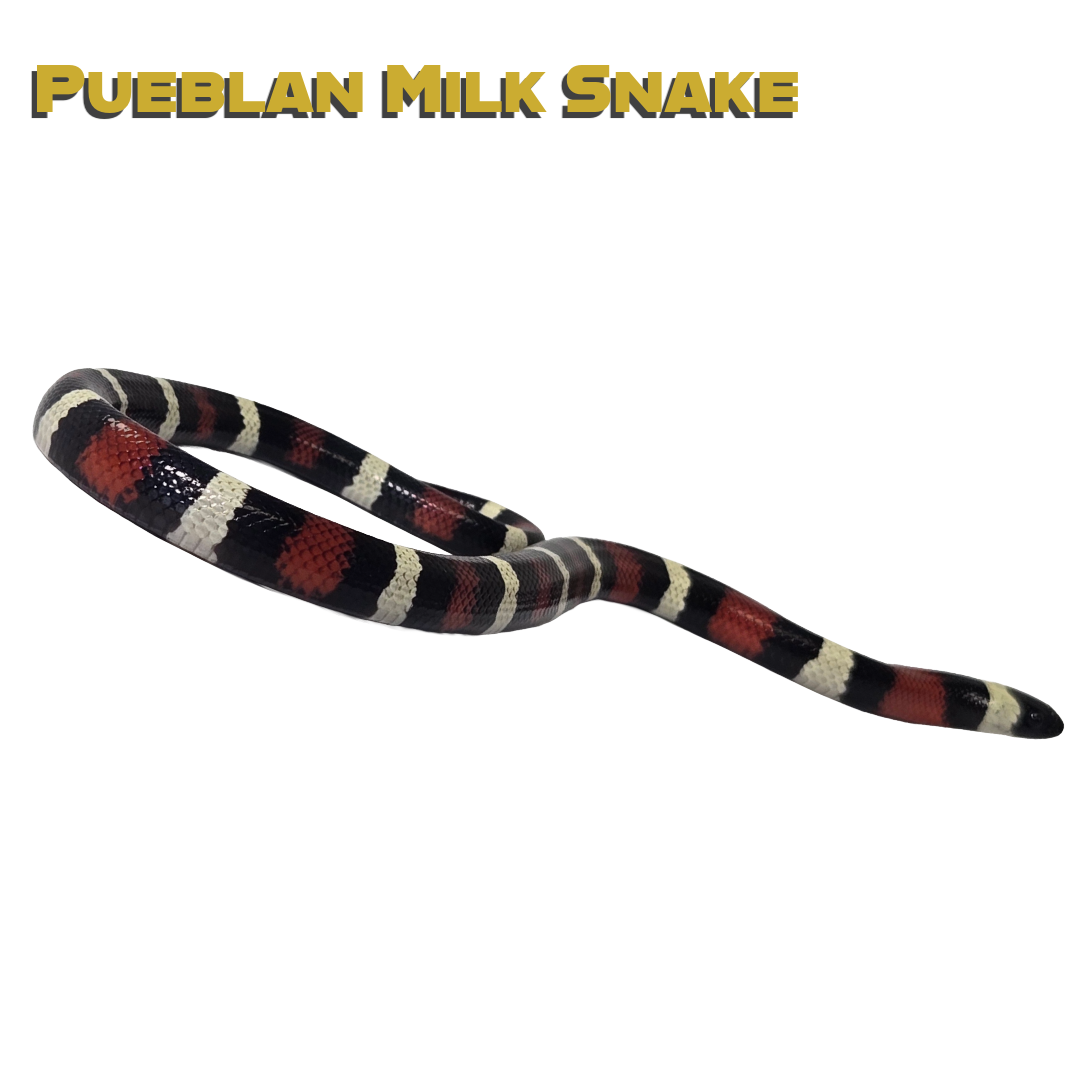 Caring for your Pueblan Milk Snake