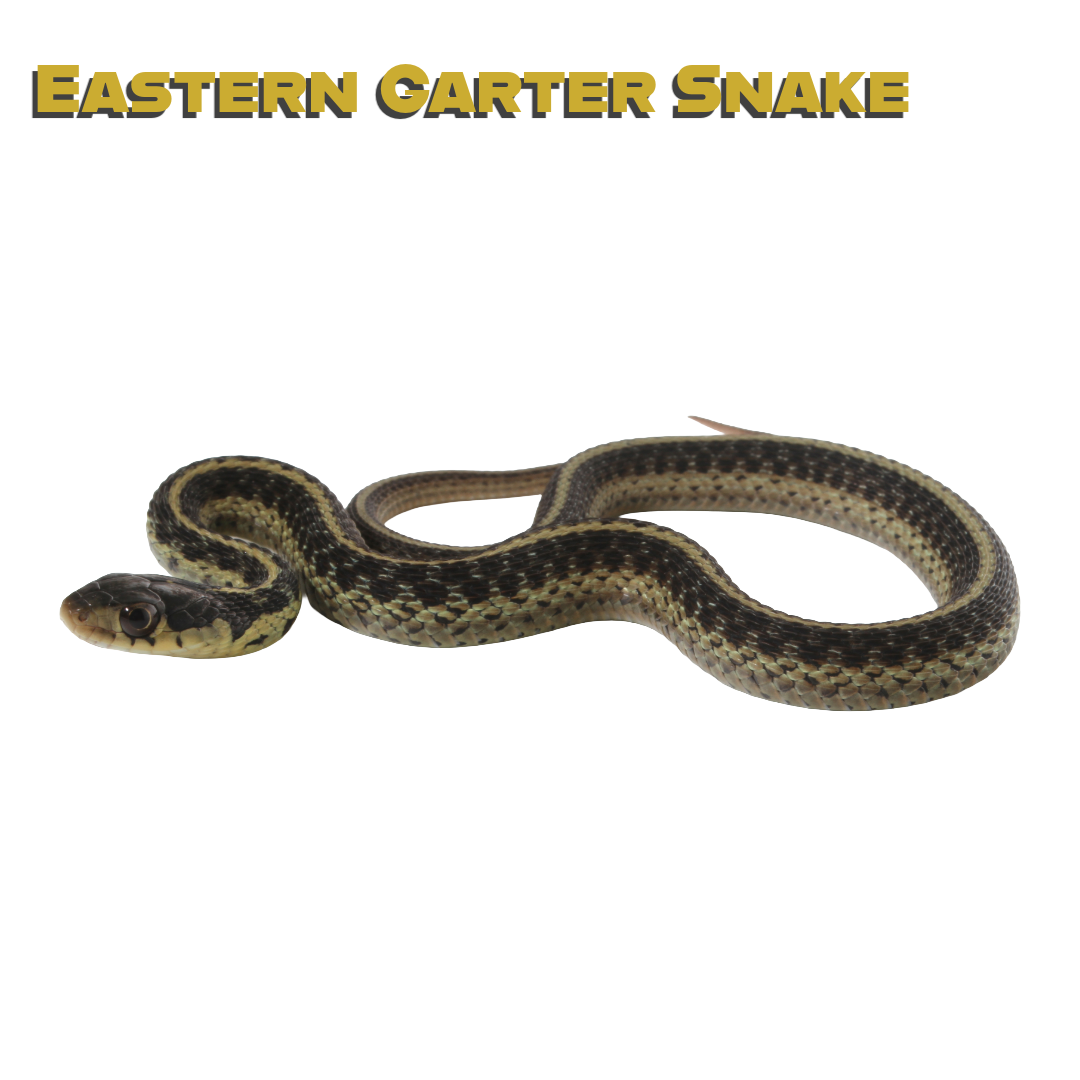 Caring for your Eastern Garter Snake