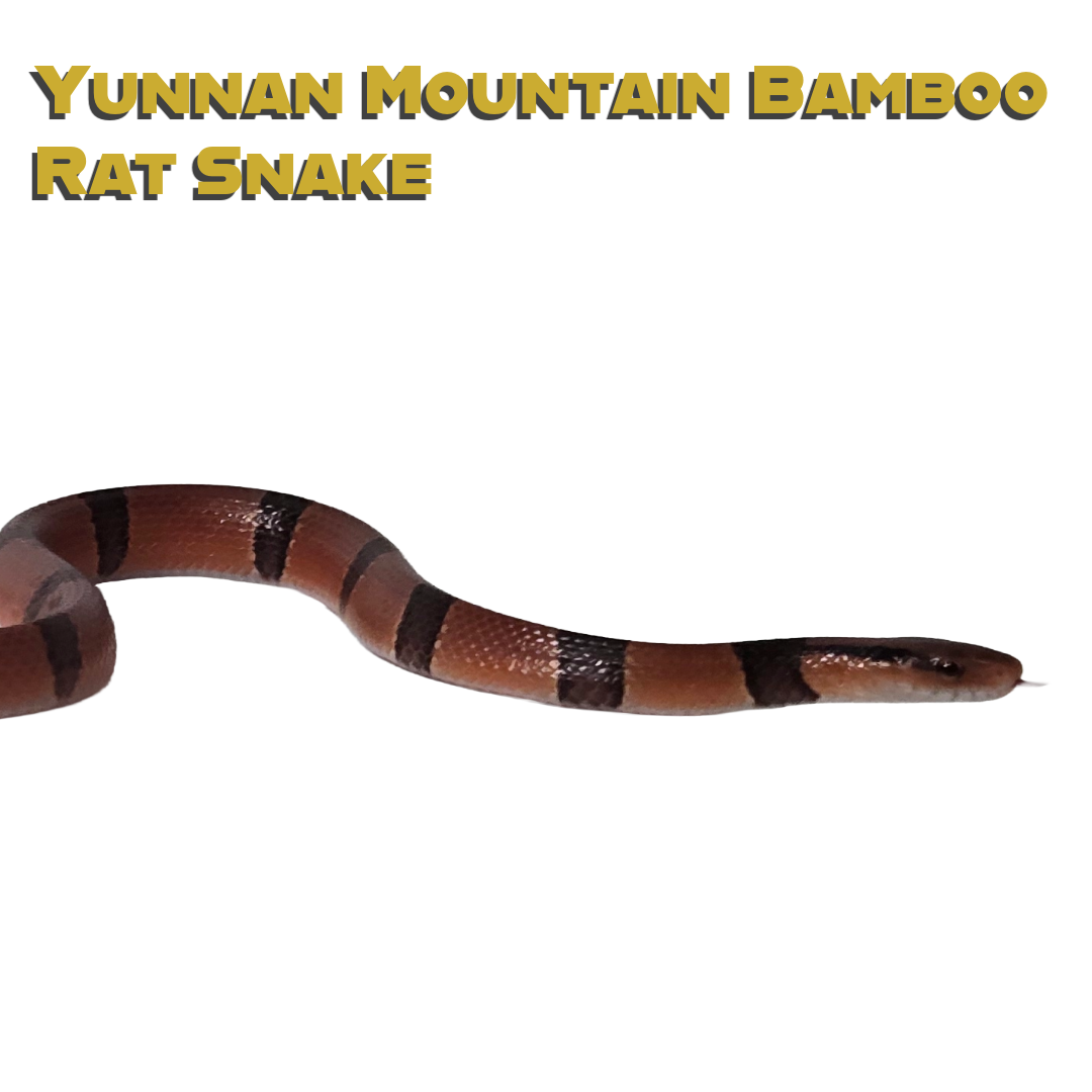 Caring for your Yunnan Mountain Bamboo RAt Snake