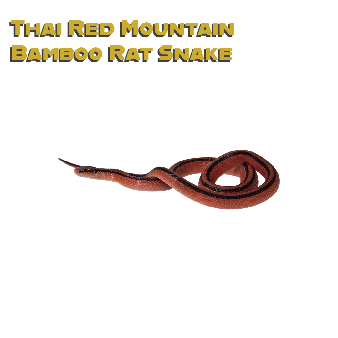 Caring for your Thai Red Mountain Bamboo Rat Snake