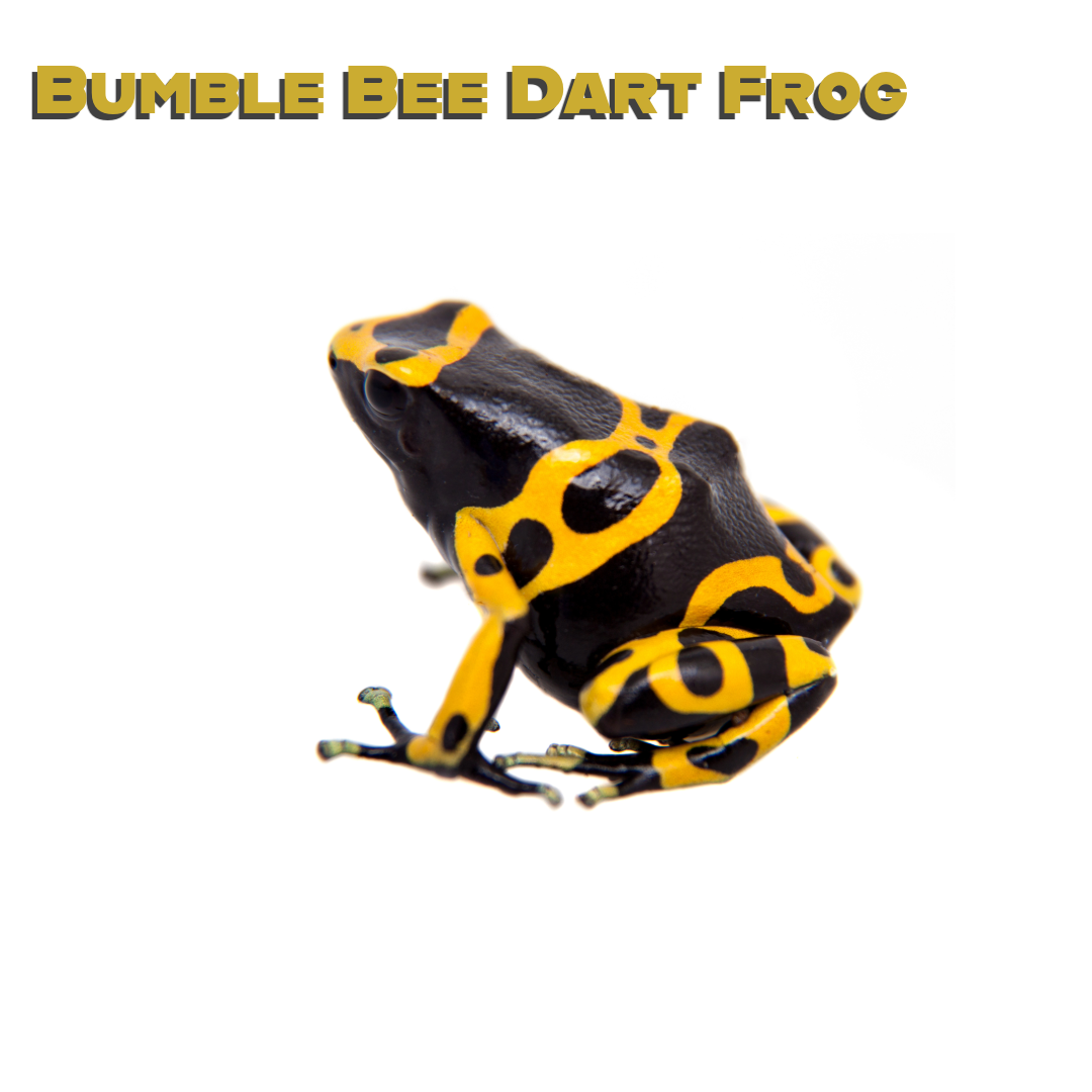Caring for your Bumble bee Dart FRog