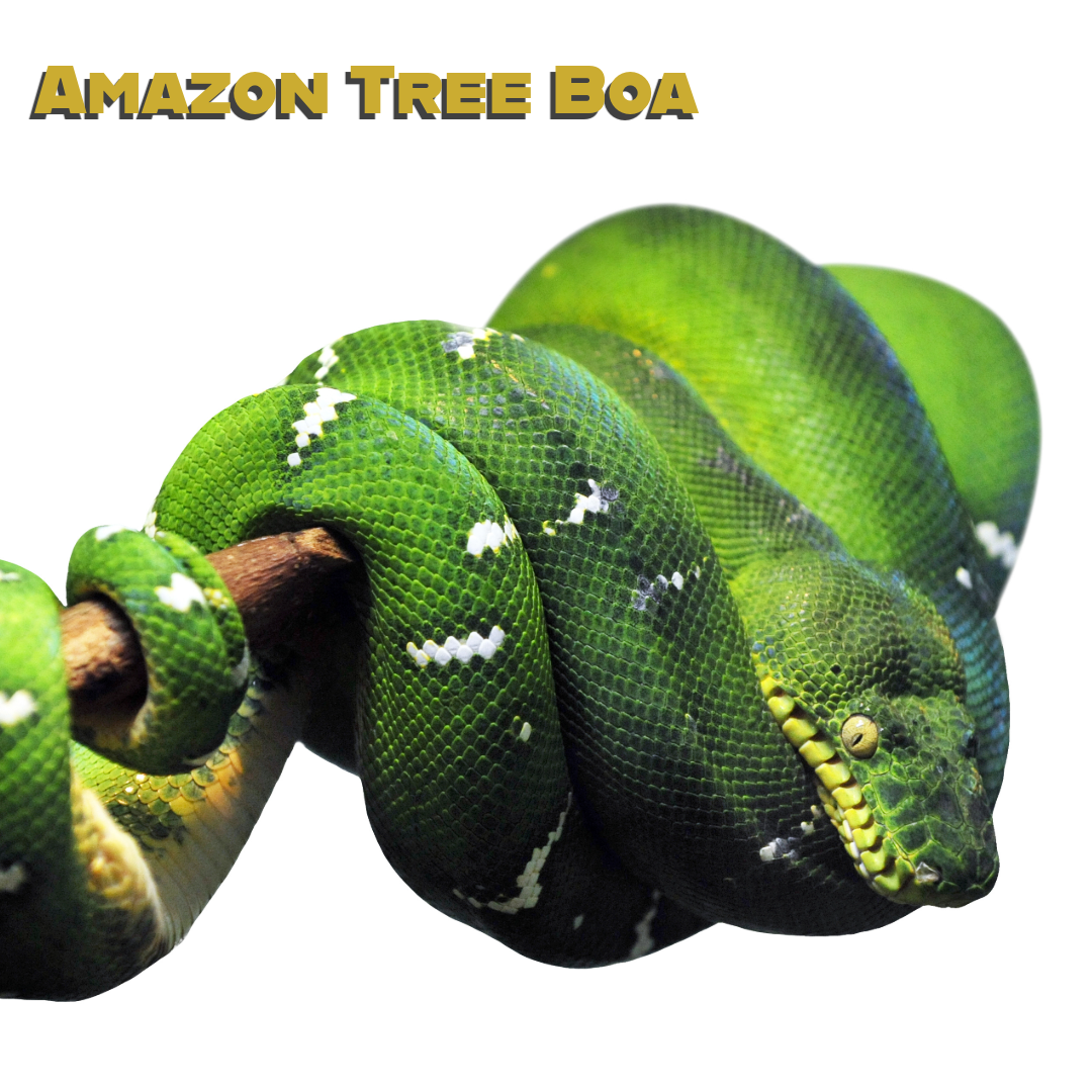 Caring for your Amazon Tree Boa