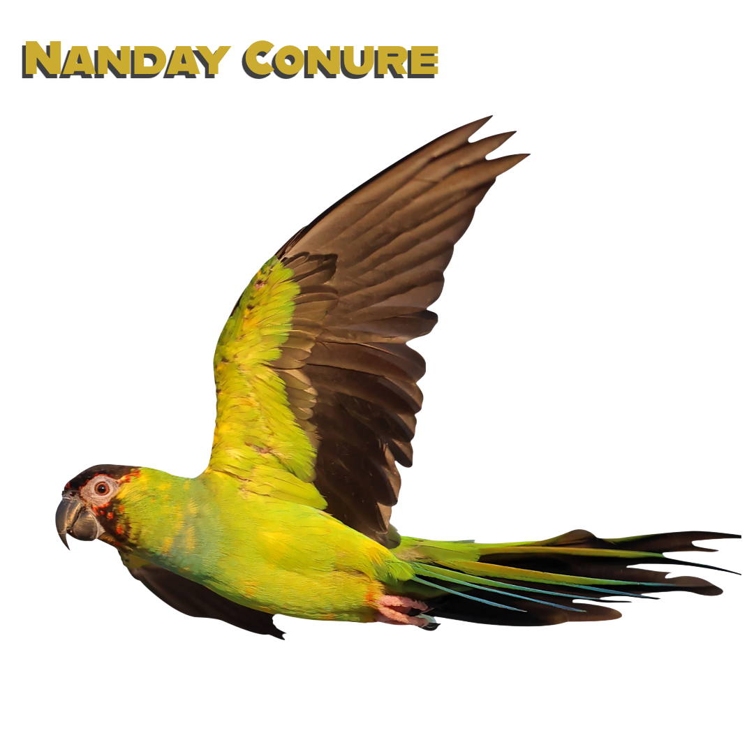 Caring for your Nanday Conure