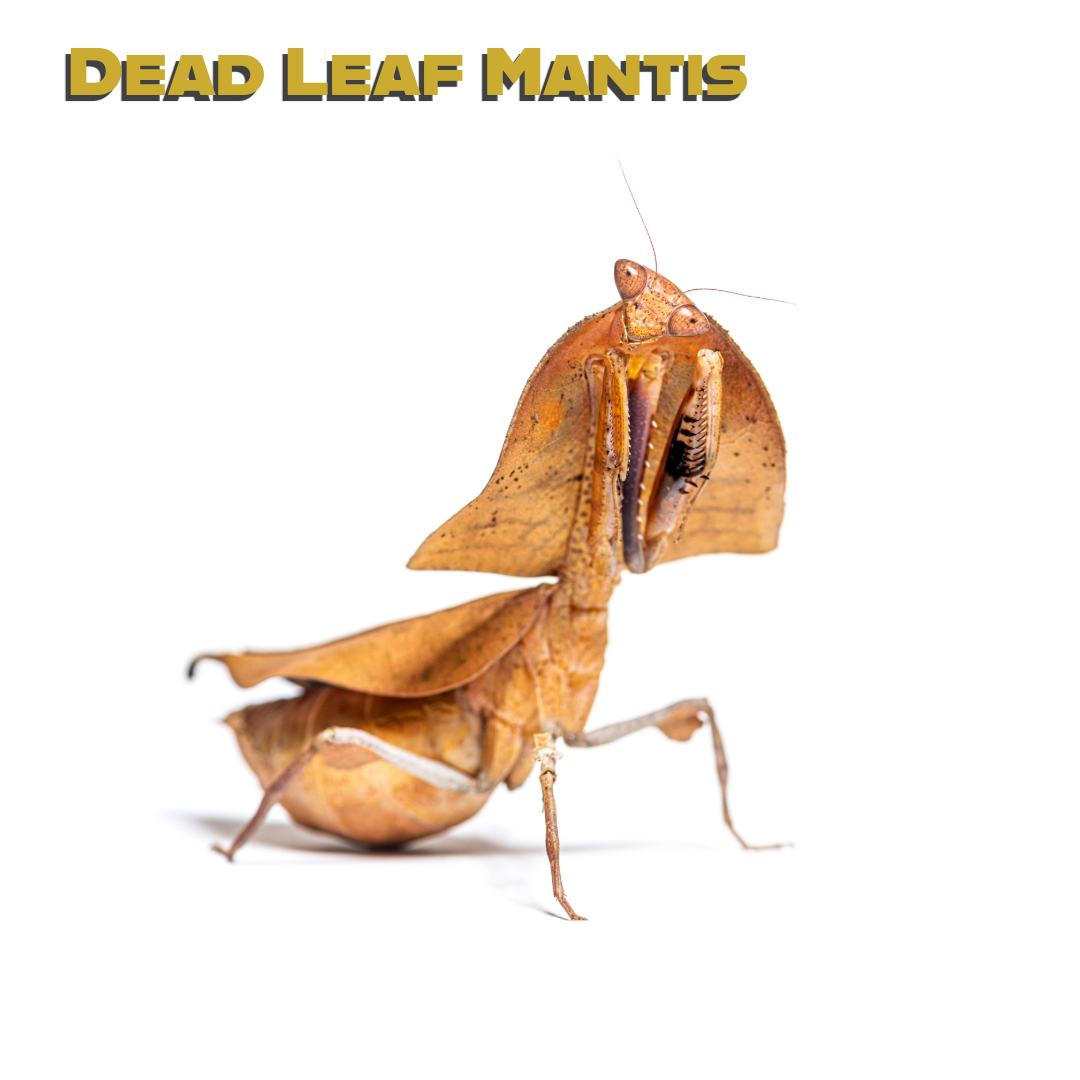 Caring for your Giant Dead Leaf Mantis