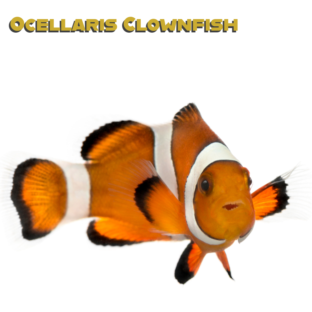 Caring for your Ocellaris Clownfish