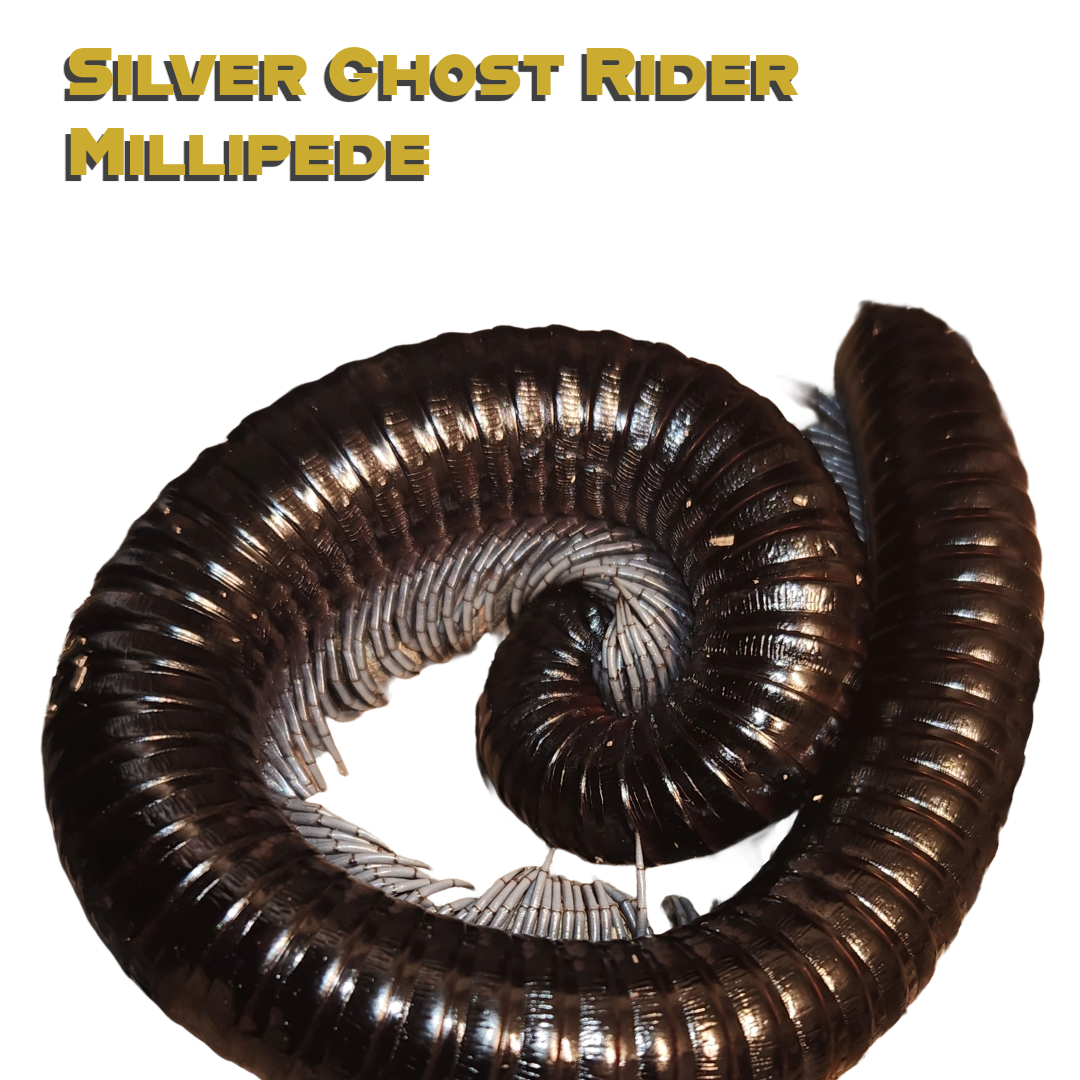Caring for your Silver Ghost Rider Millipede