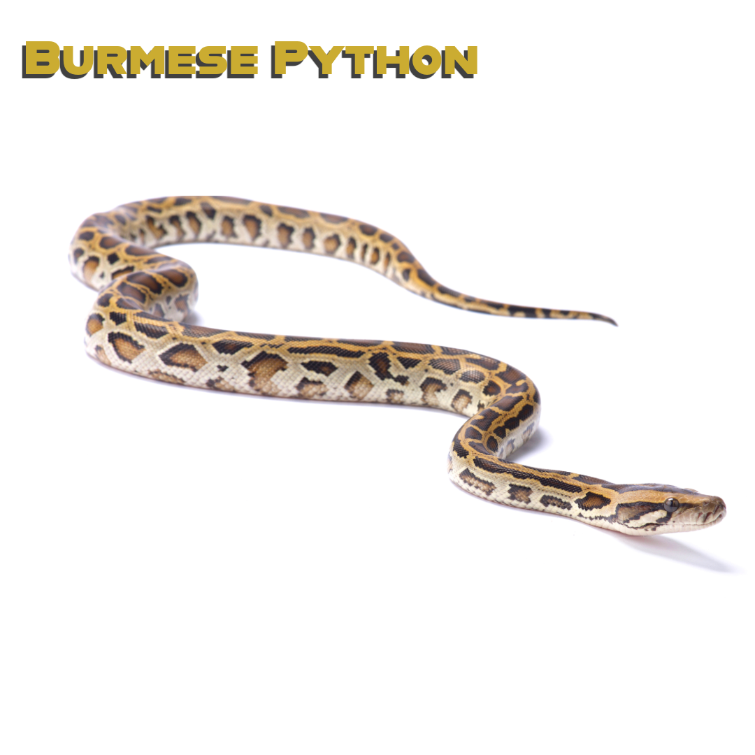 Caring for your Burmese Python