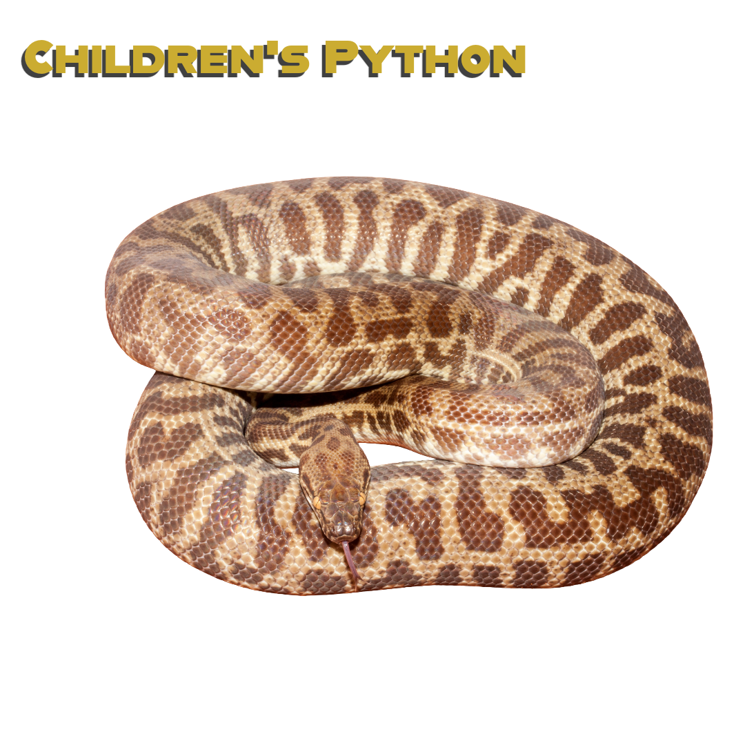 Caring for your Children’s Python