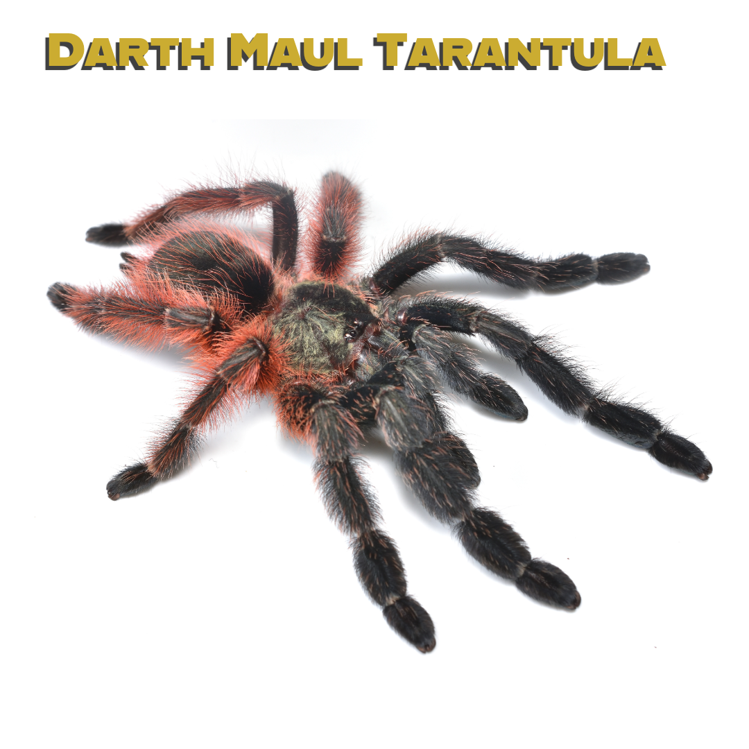 Caring for your Darth Maul Tarantula