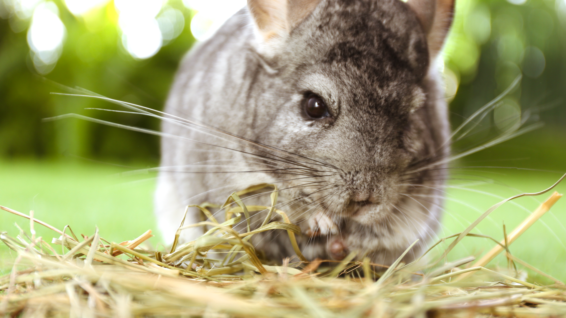 Caring for your Chinchilla — Critters, Reptiles & Exotics