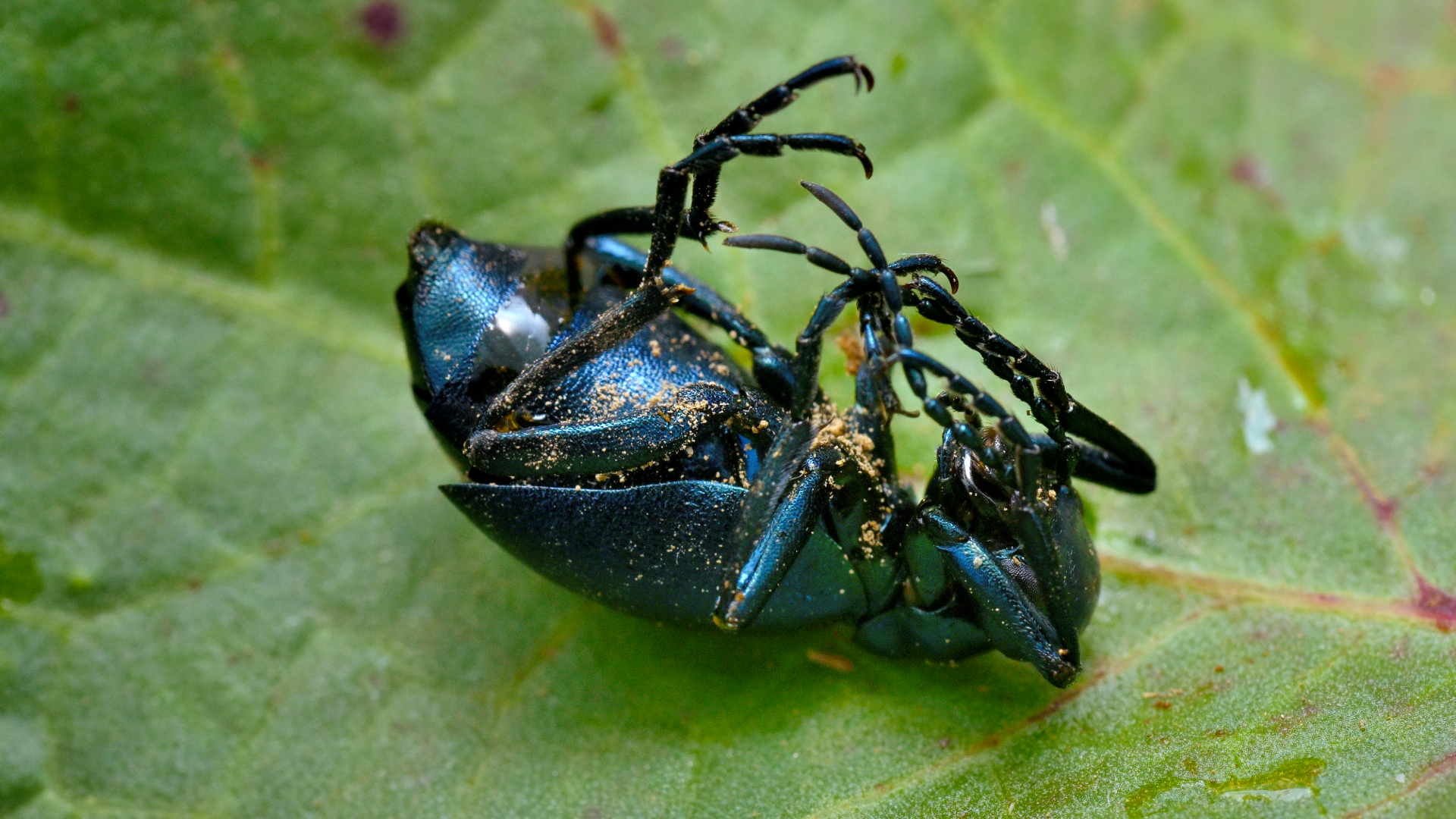 Caring for your Black Death Feigning Beetles — Critters, Reptiles & Exotics