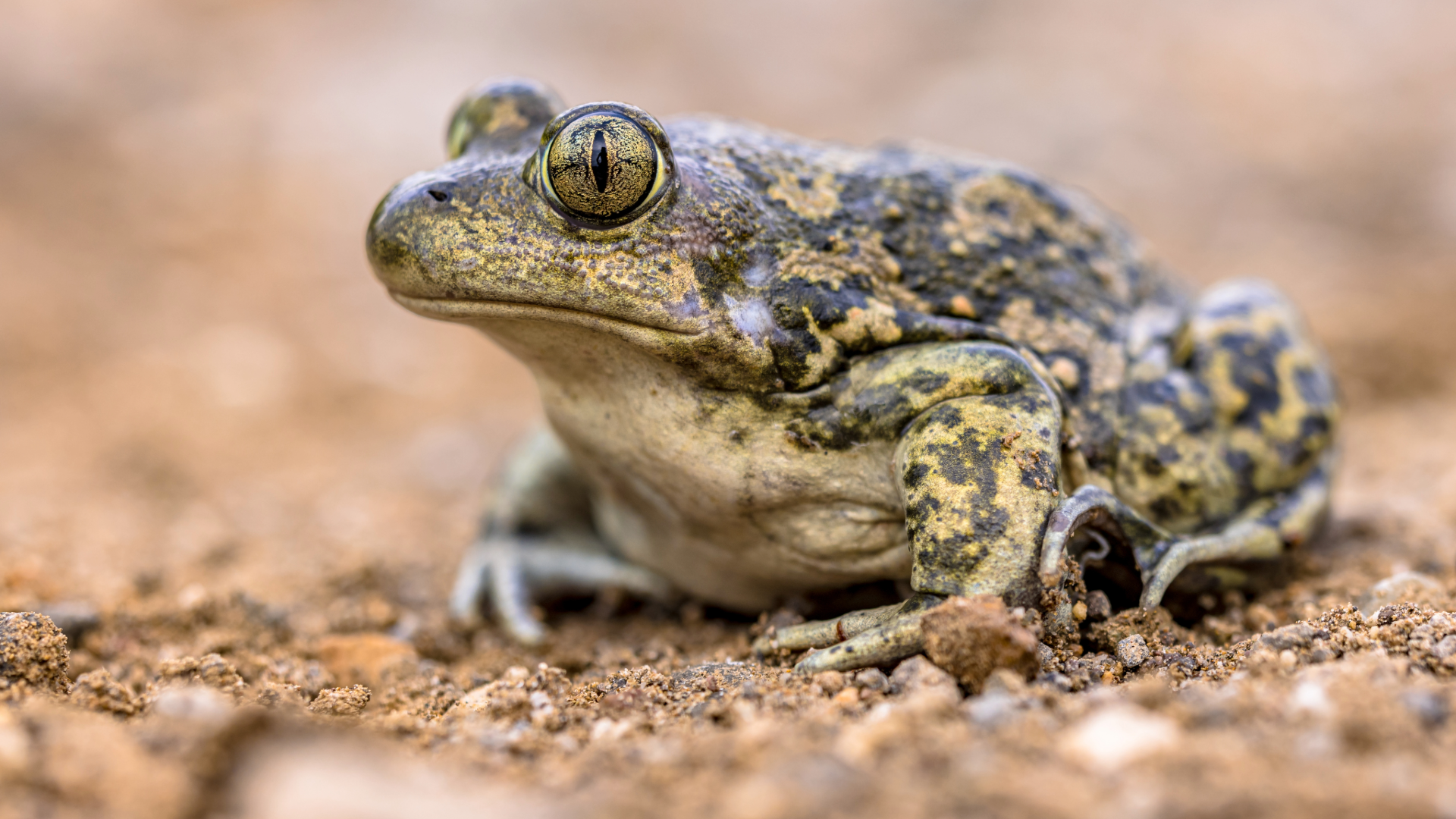 Caring for your Eastern Spadefoot Toad — Critters, Reptiles & Exotics