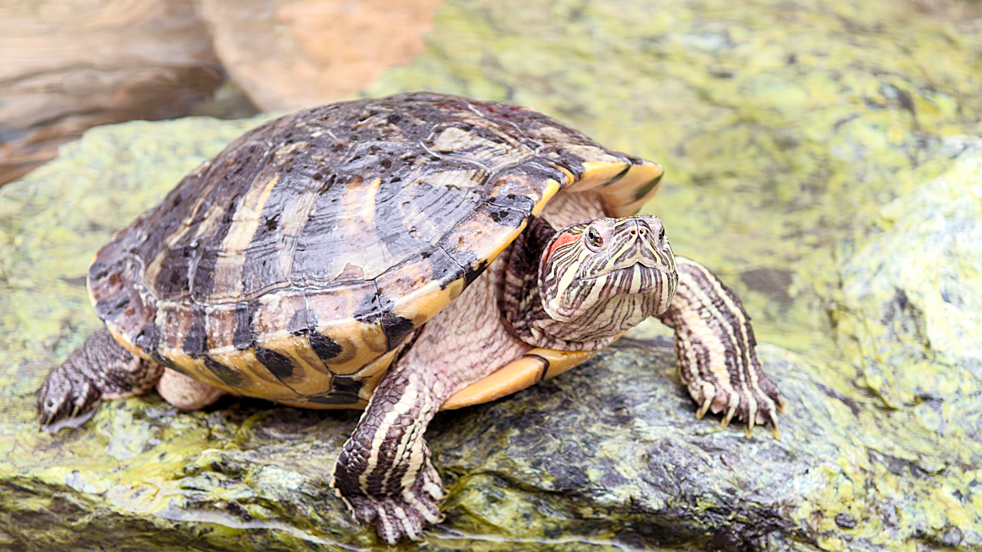 Aff Turtle Caring for your Slider Turtle — Critters, Reptiles & Exotics