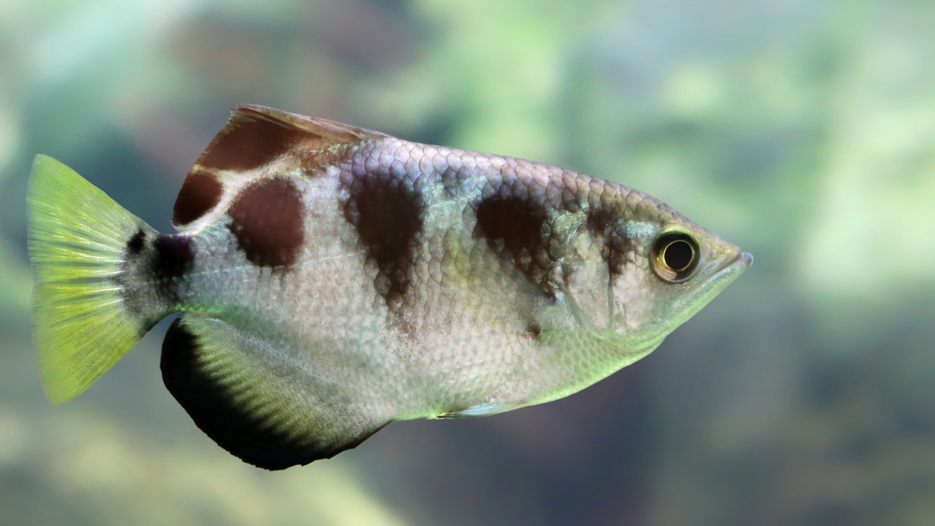 Caring for your Archer Fish — Critters, Reptiles & Exotics