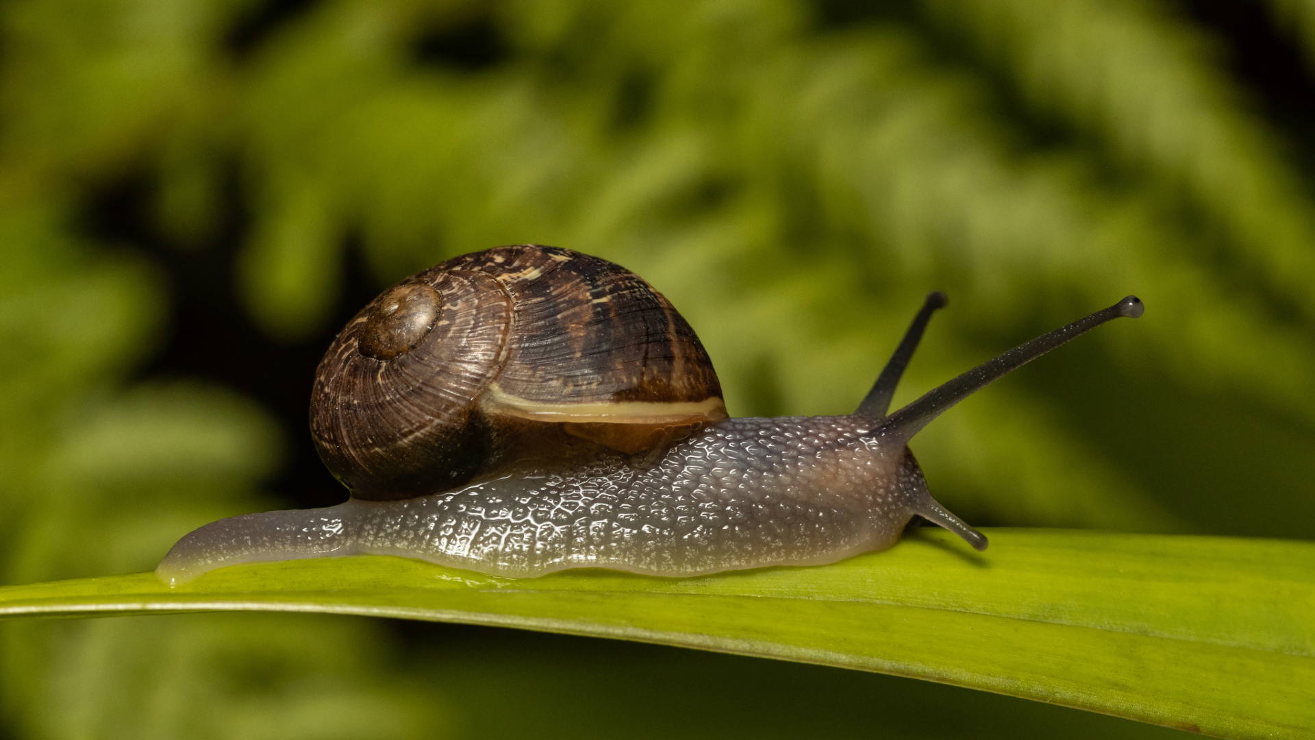 Caring for your Garden Snail — Critters, Reptiles & Exotics