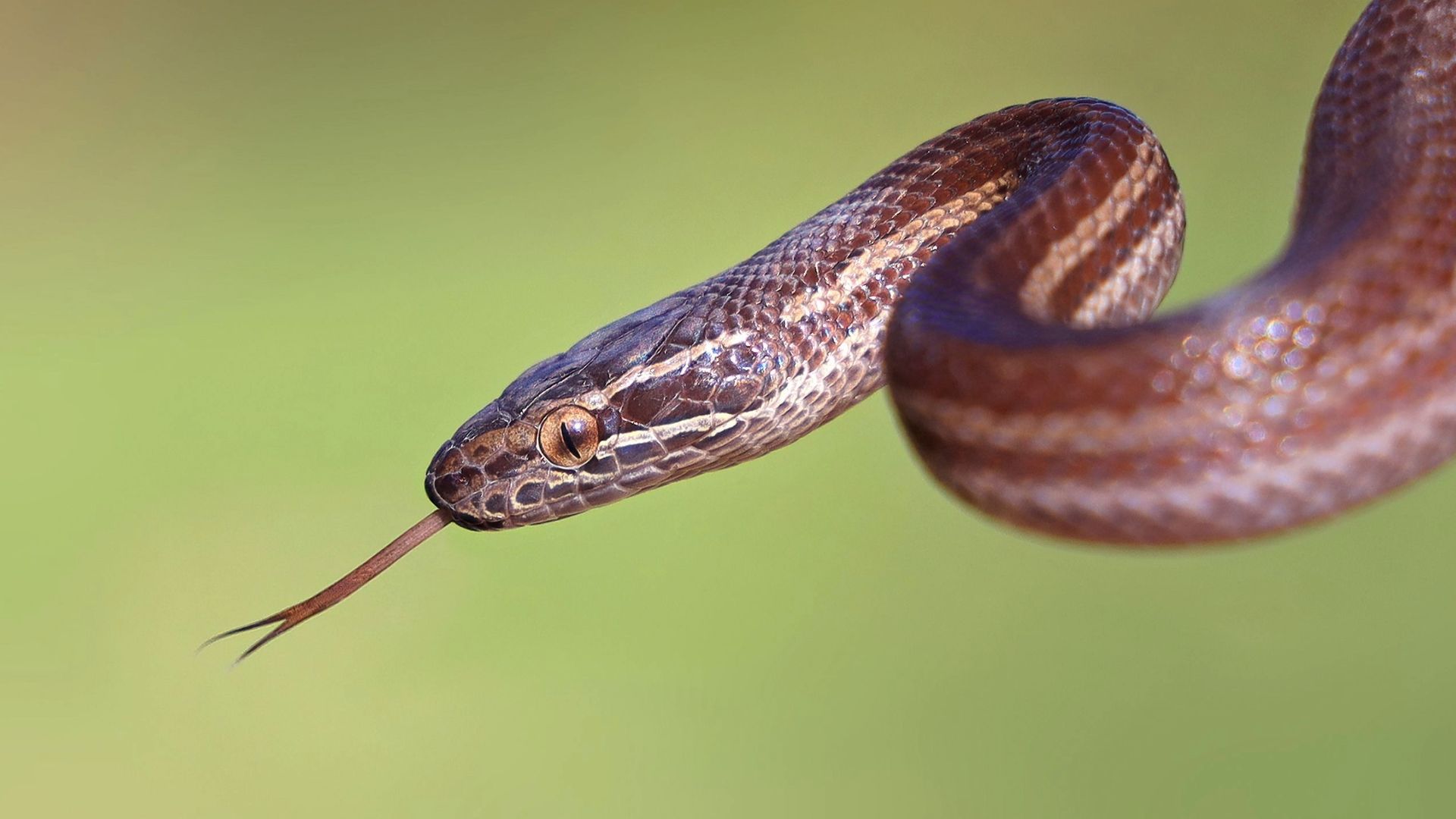 Caring For Your African House Snake Critters Reptiles Exotics caring-for-your-african-house-snake-critters-reptiles-exotics