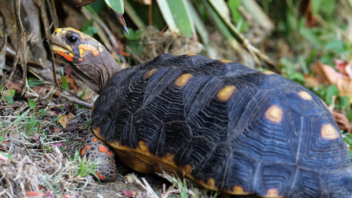 Caring for your Red Footed Tortoise — Critters, Reptiles & Exotics