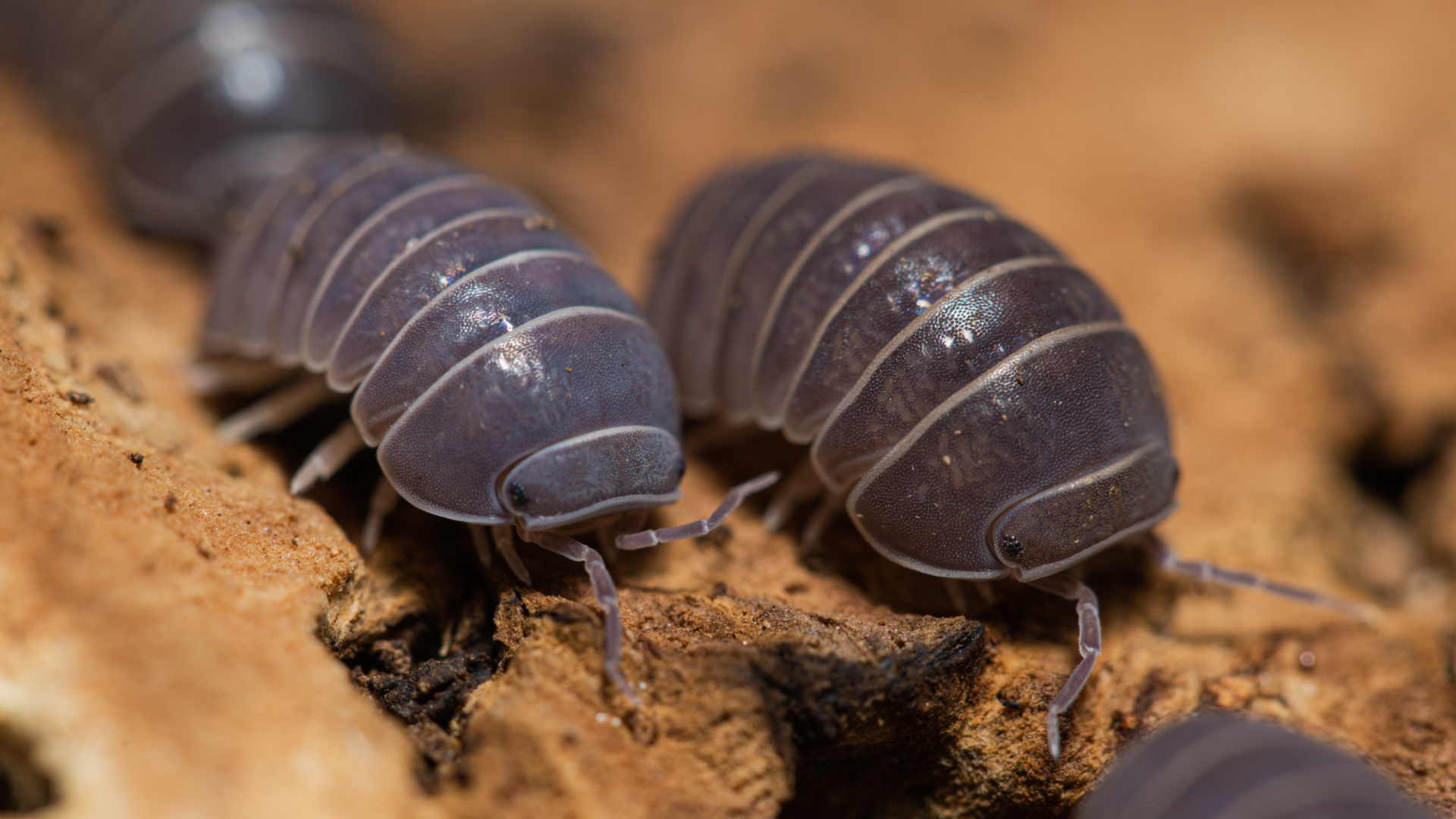 Isopods One Caring for your Isopods — Critters, Reptiles & Exotics