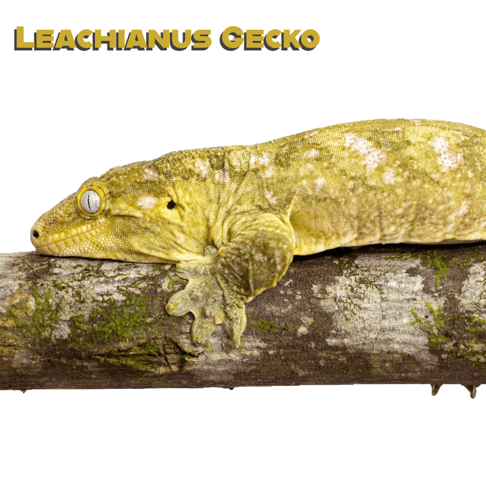 Lizards | Discover Your Ideal Lizard Today — Visit Us Now — Critters ...