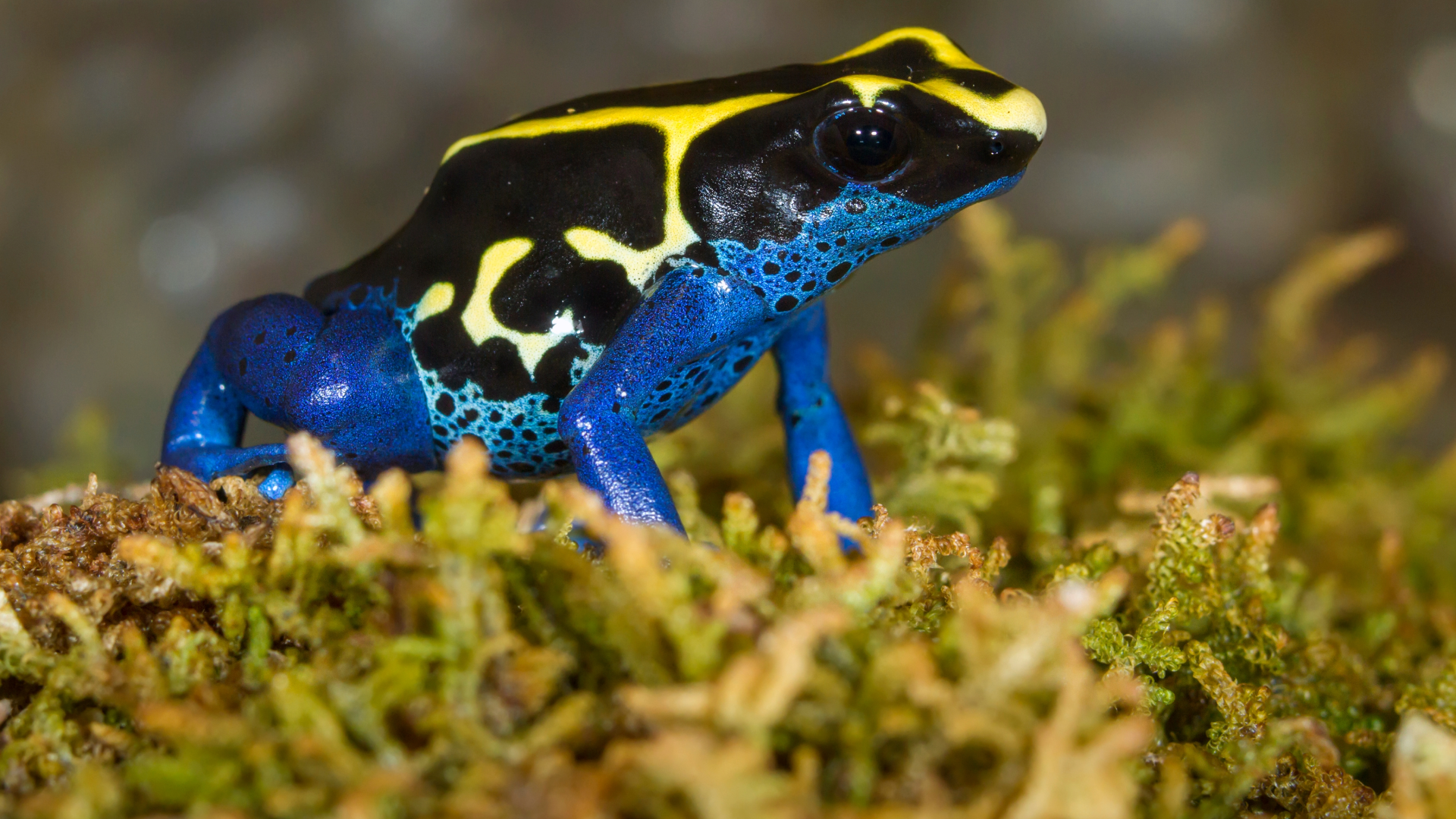 Caring for your Yellow Sipaliwini Dart Frog — Critters, Reptiles & Exotics