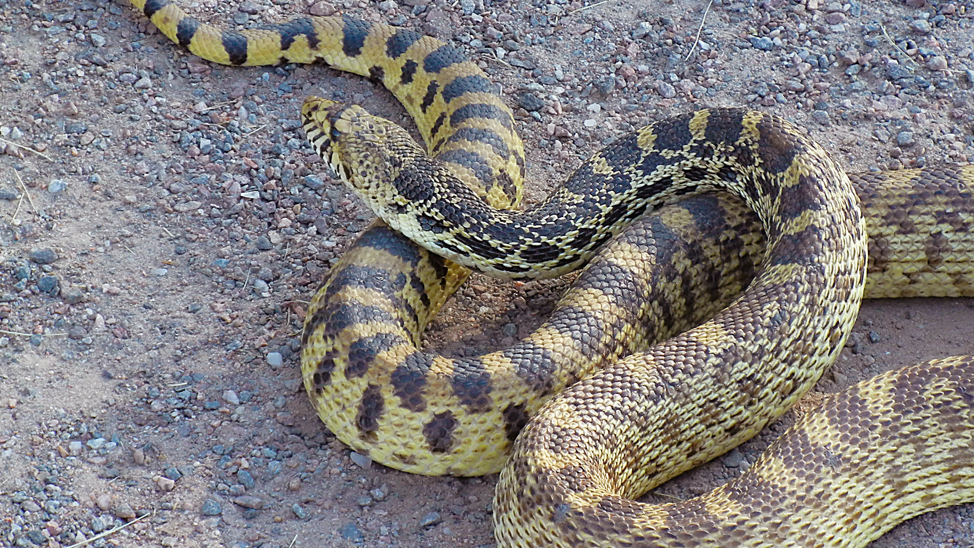 Bullsnake Caring for your Bullsnake — Critters, Reptiles & Exotics