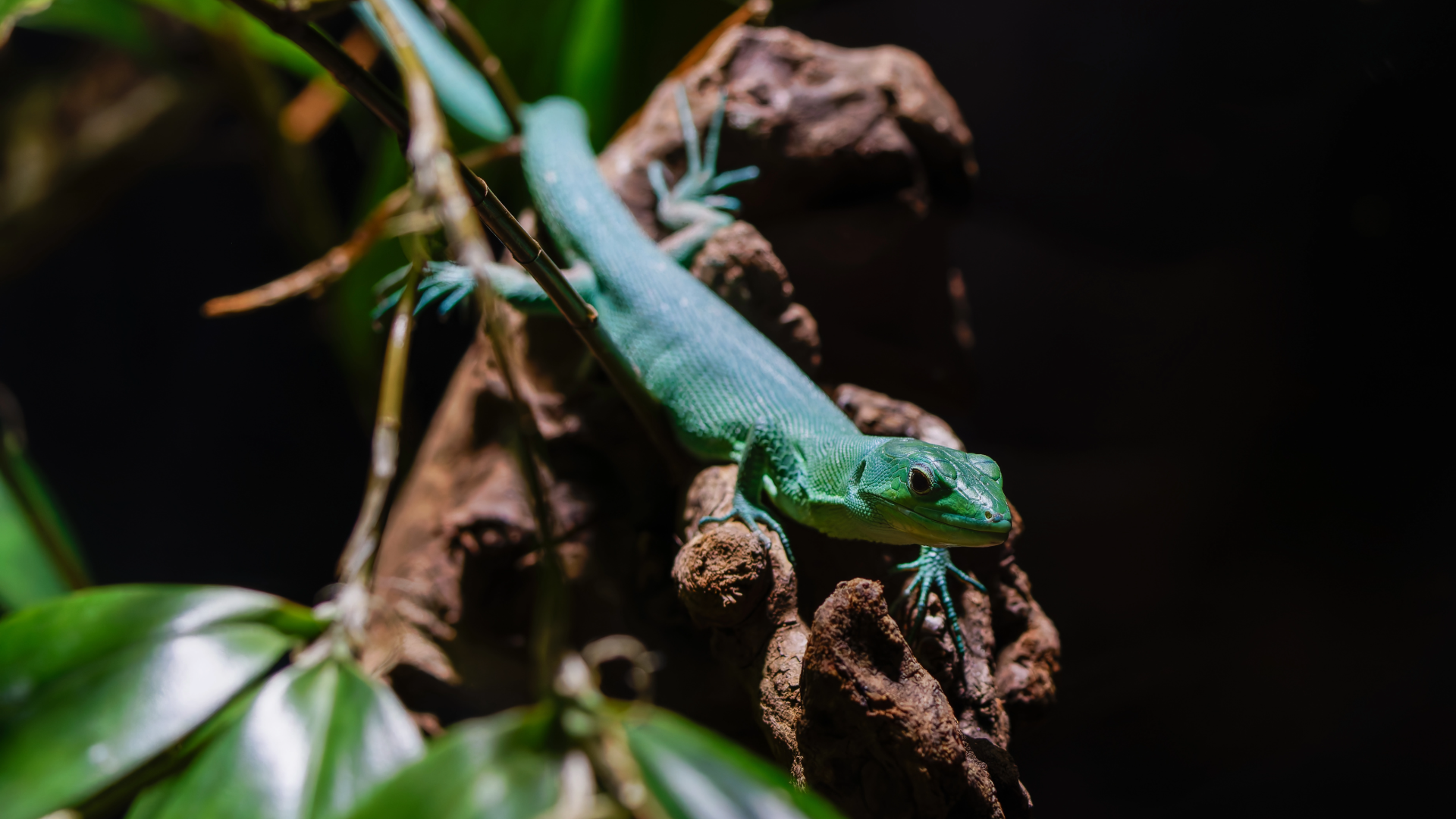 Caring for your Keeled Lizard — Critters, Reptiles & Exotics