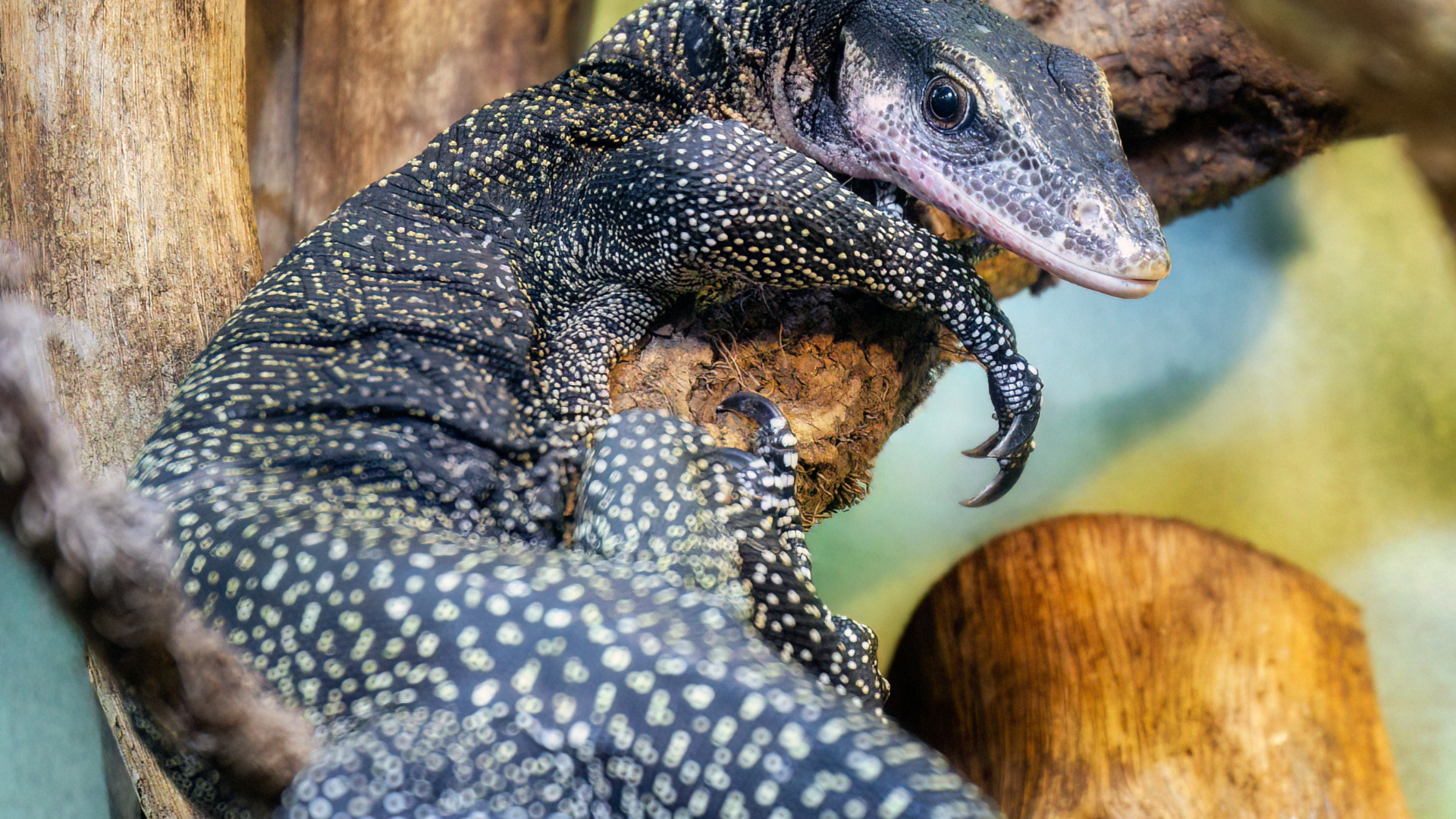 Computer Monitor Critters Caring for your Peach Throat Monitor — Critters, Reptiles & Exotics