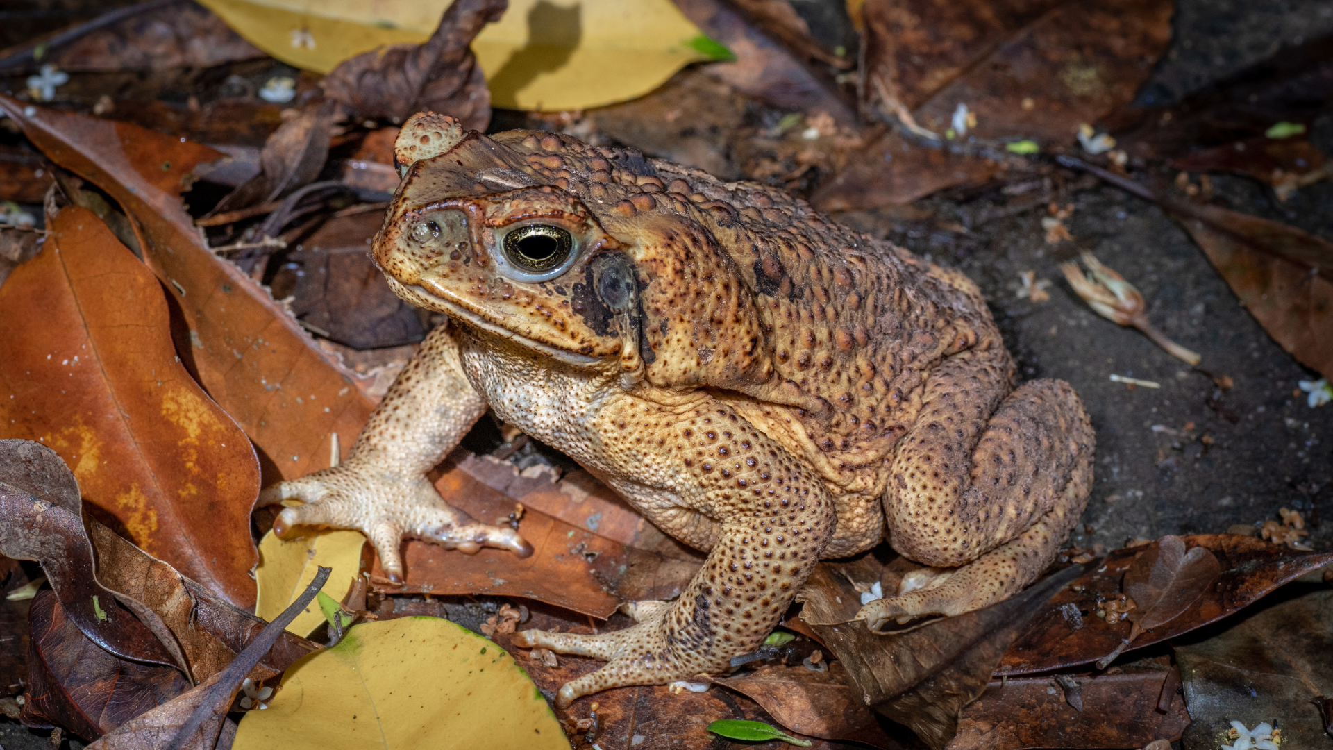 Caring for your Cane Toad — Critters, Reptiles & Exotics