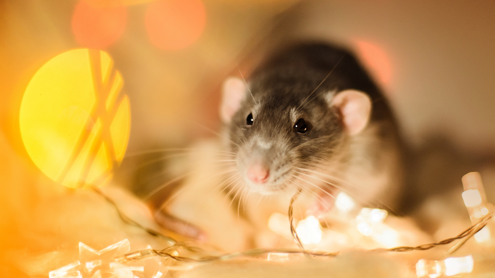 Fancy Rats Smart Caring for your Fancy Rat — Critters, Reptiles & Exotics