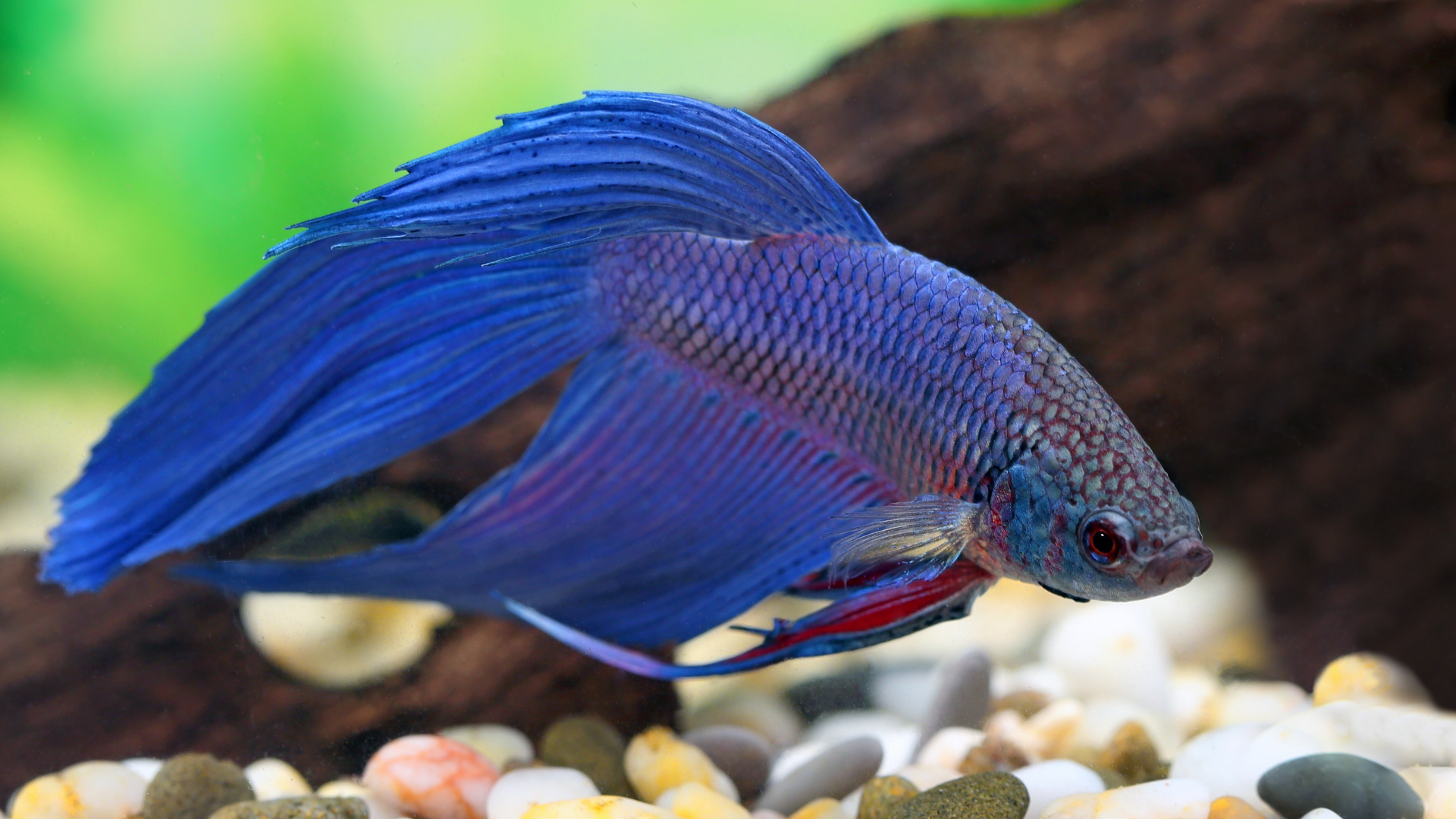 Caring for your Betta Fish — Critters, Reptiles & Exotics