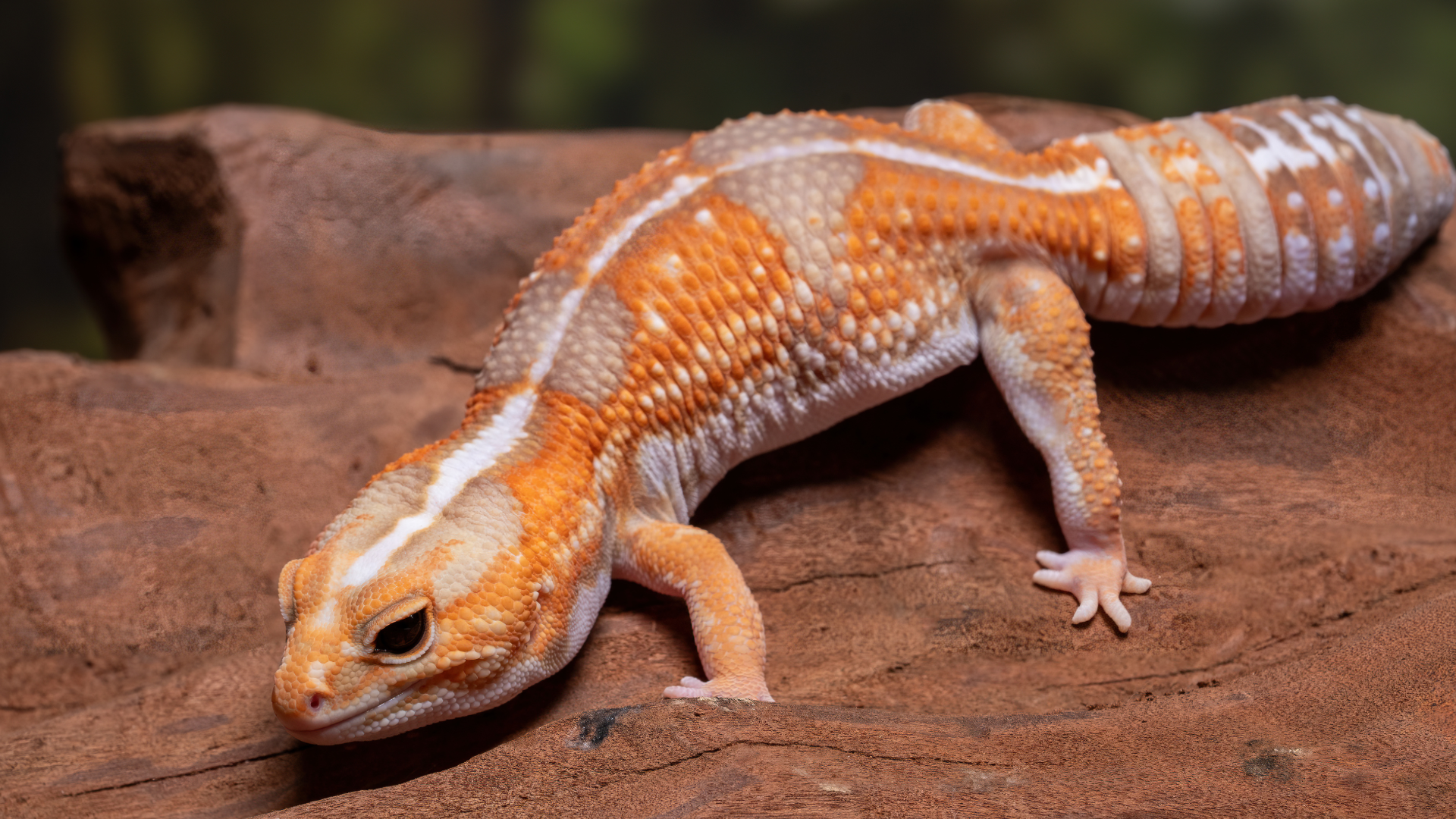 Caring for your African Fat-Tailed Gecko — Critters, Reptiles & Exotics