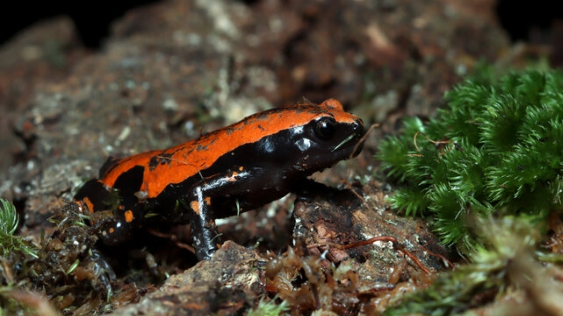 Caring for your Red and Black Walking Frog — Critters, Reptiles & Exotics