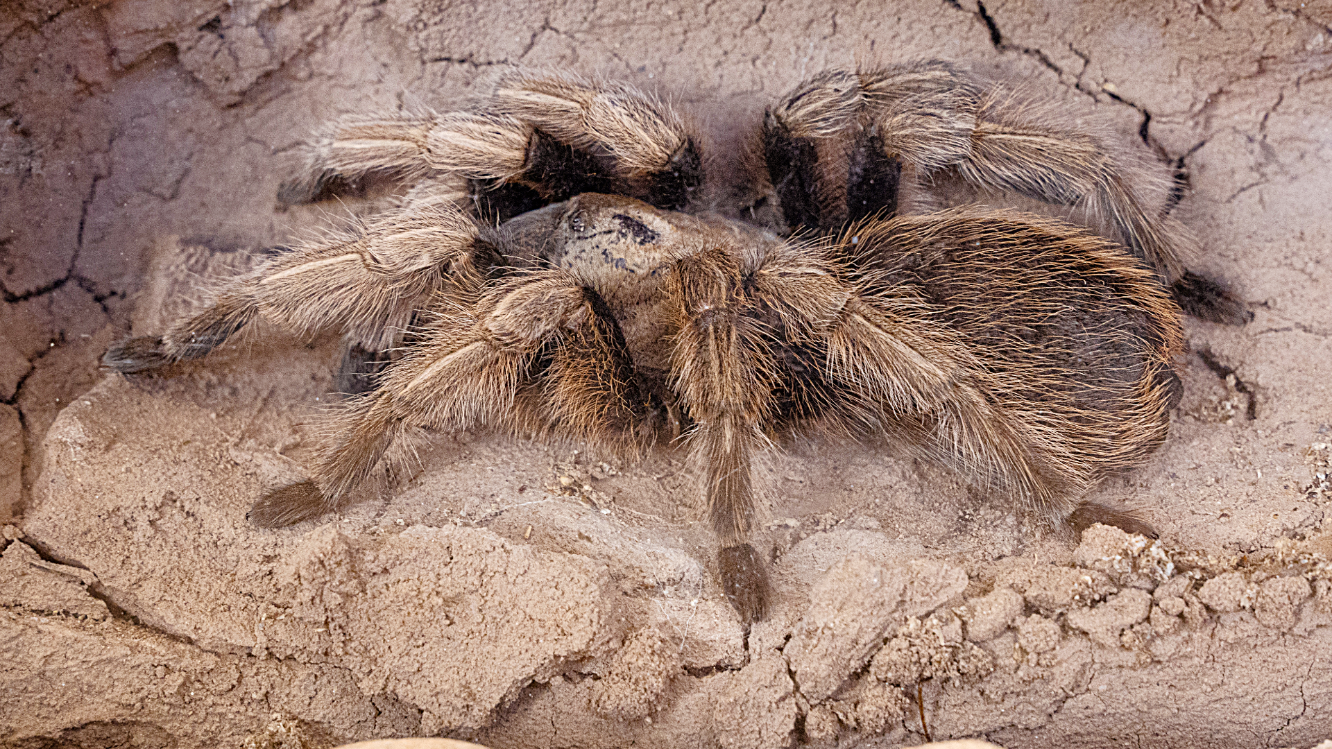 Caring for your Arizona Blonde Tarantula — Critters, Reptiles & Exotics