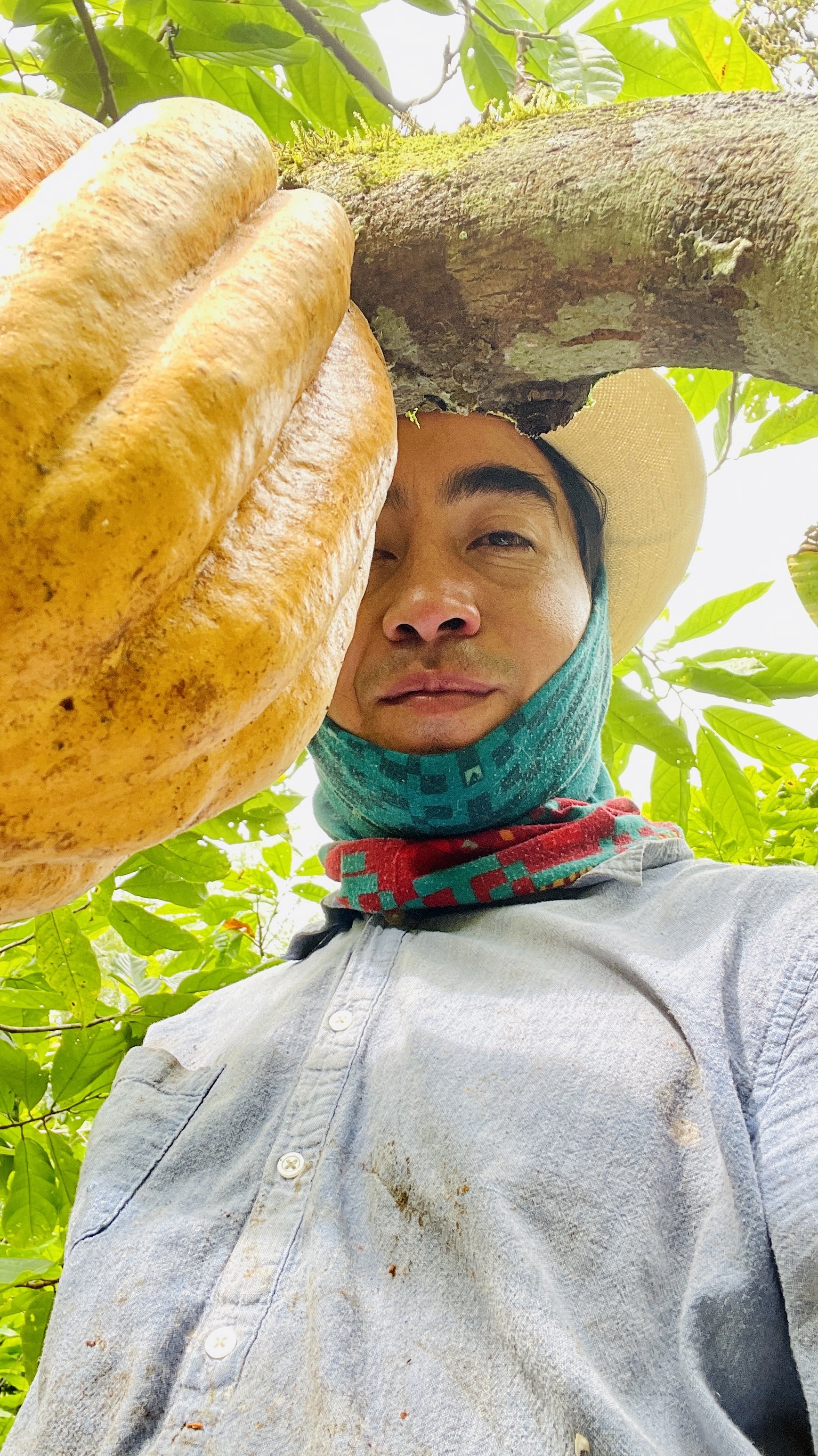 Cacao, phytotherapy, acupuncture, medicina andina, medicina oriental, medicina tradicional china, alquimia, ecuador