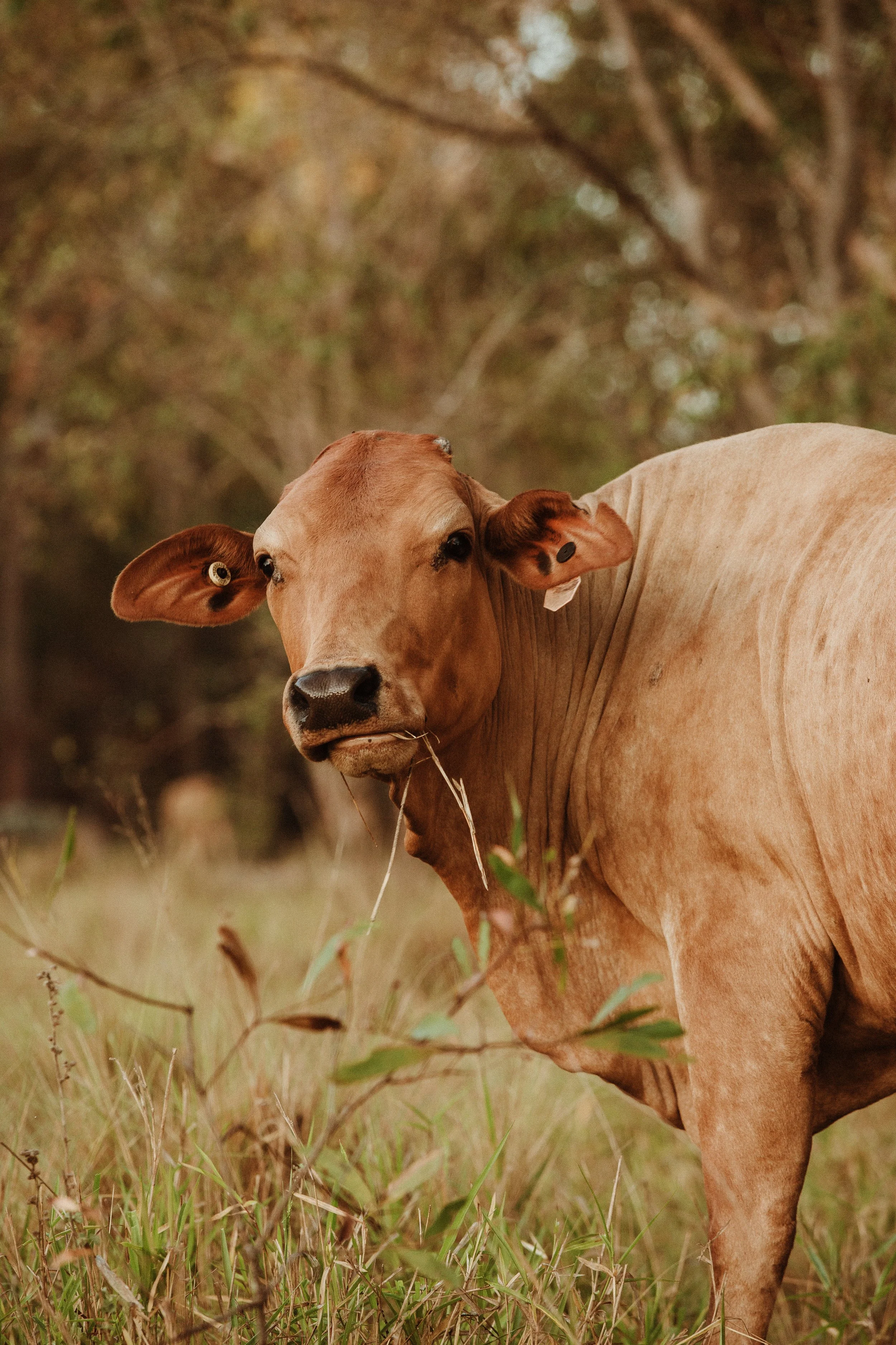 Cow.jpg