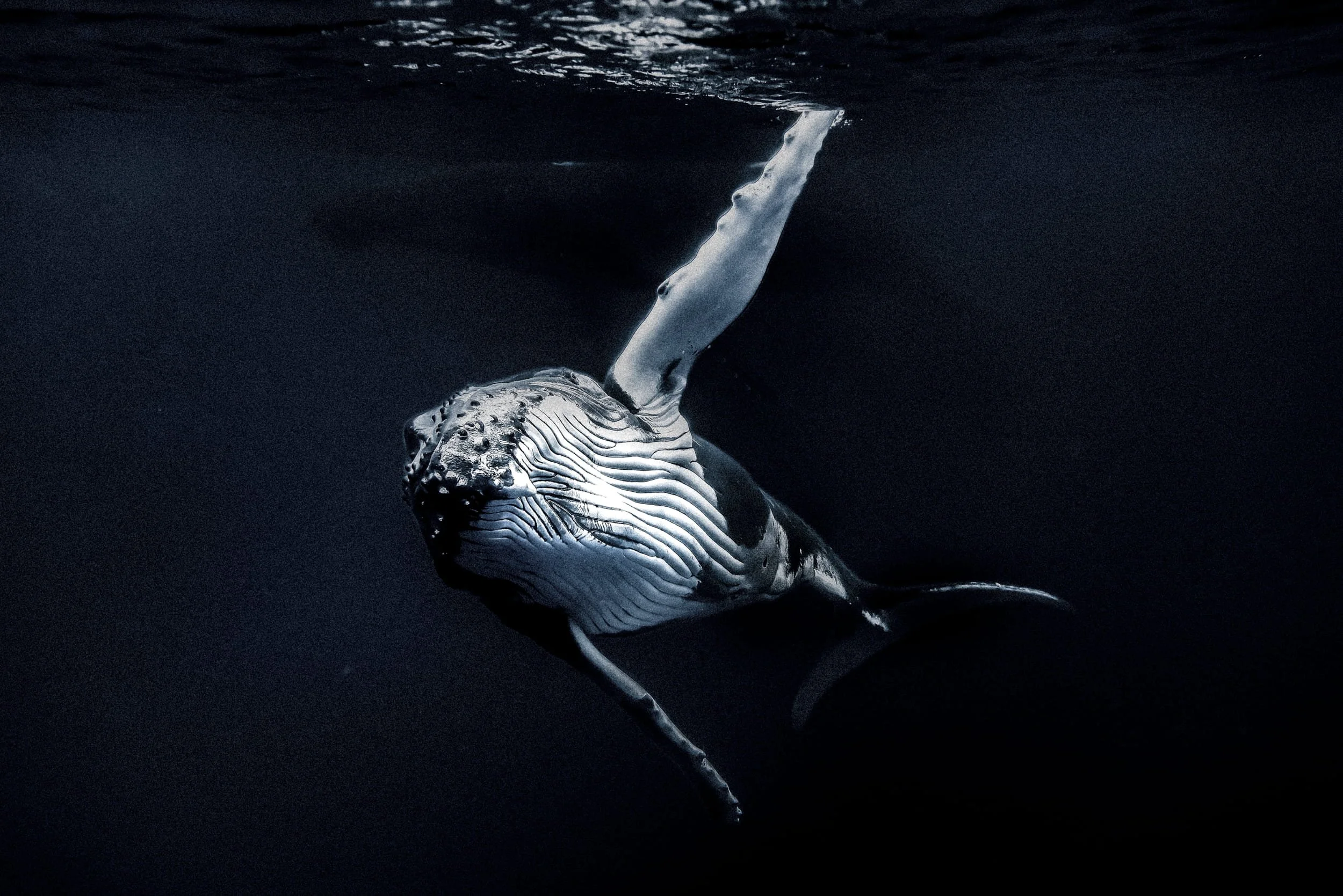 Tahiti Underwater Whale