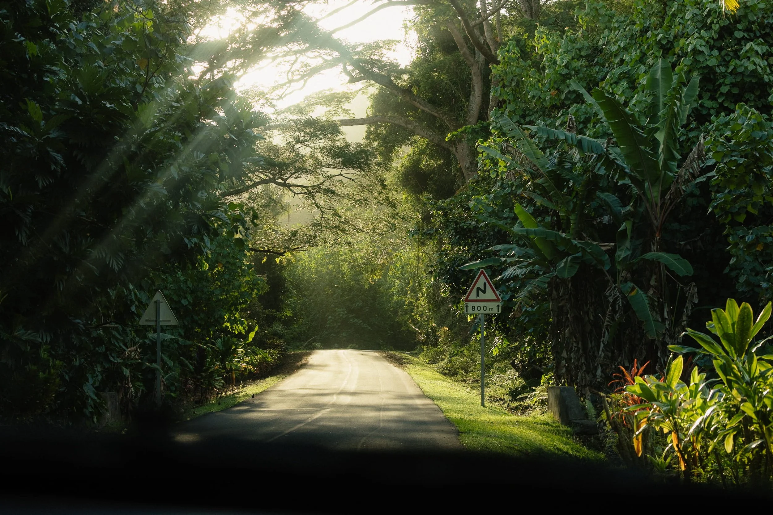 Lush road and jungle in Tahiti 