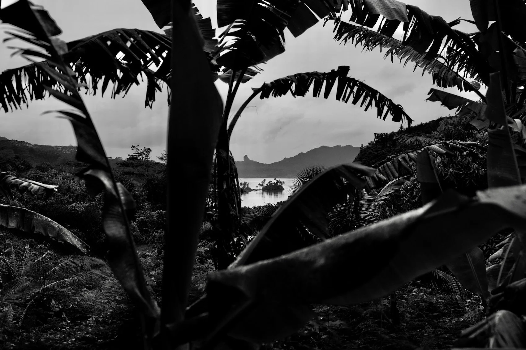 A black-and-white photo of a tropical landscape with banana trees in the foreground, a body of water, and mountains in the background.