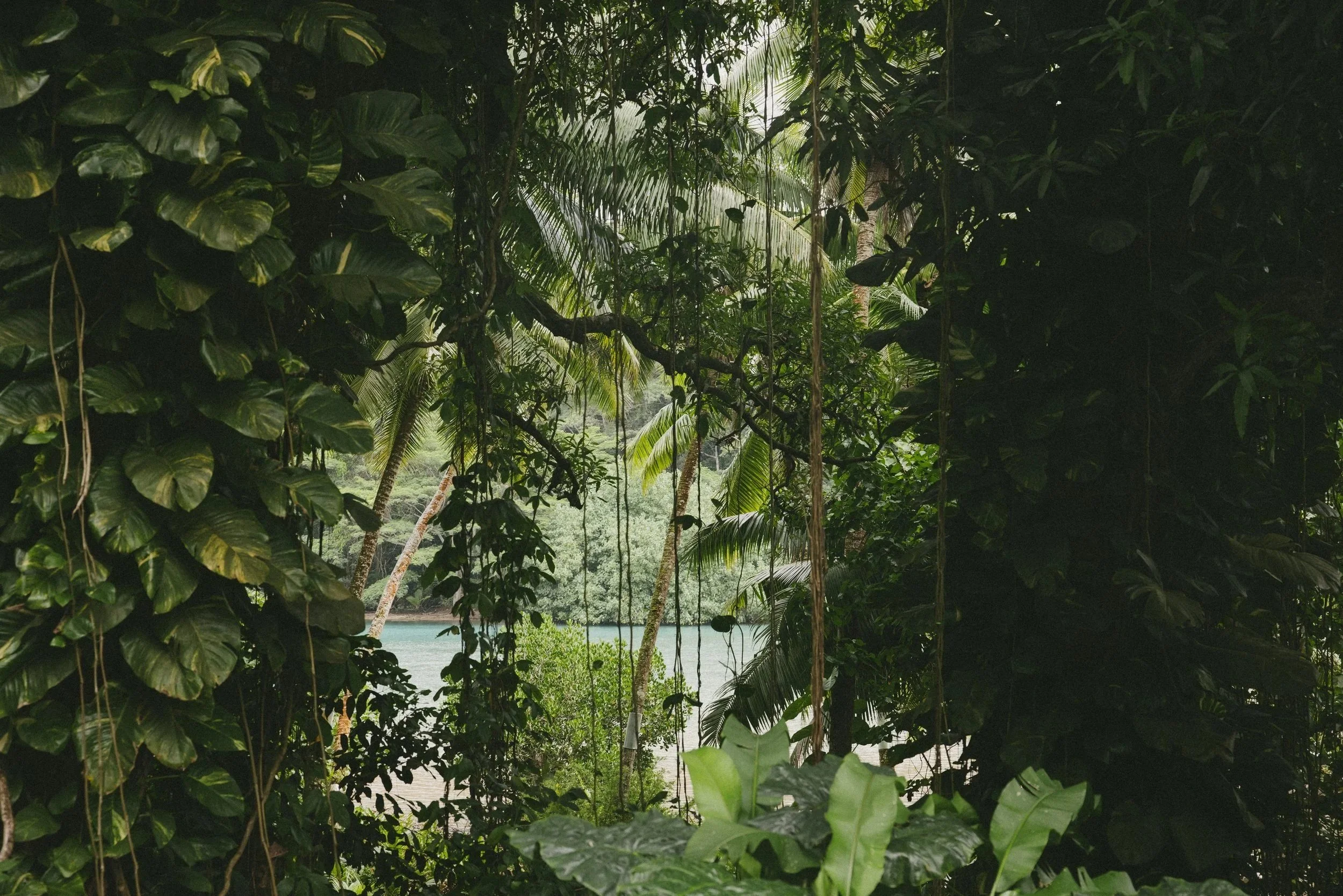 Tahiti Jungle