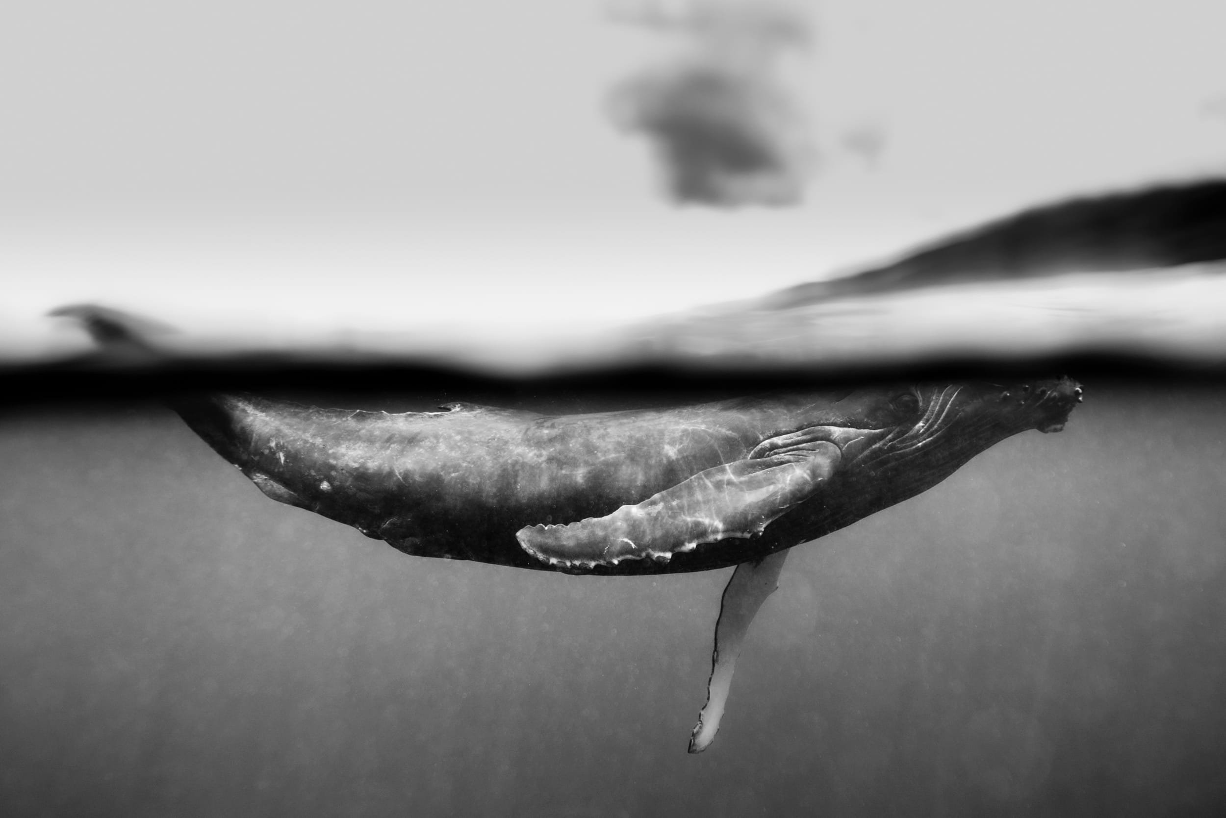 Whale underwater in French Polynesia