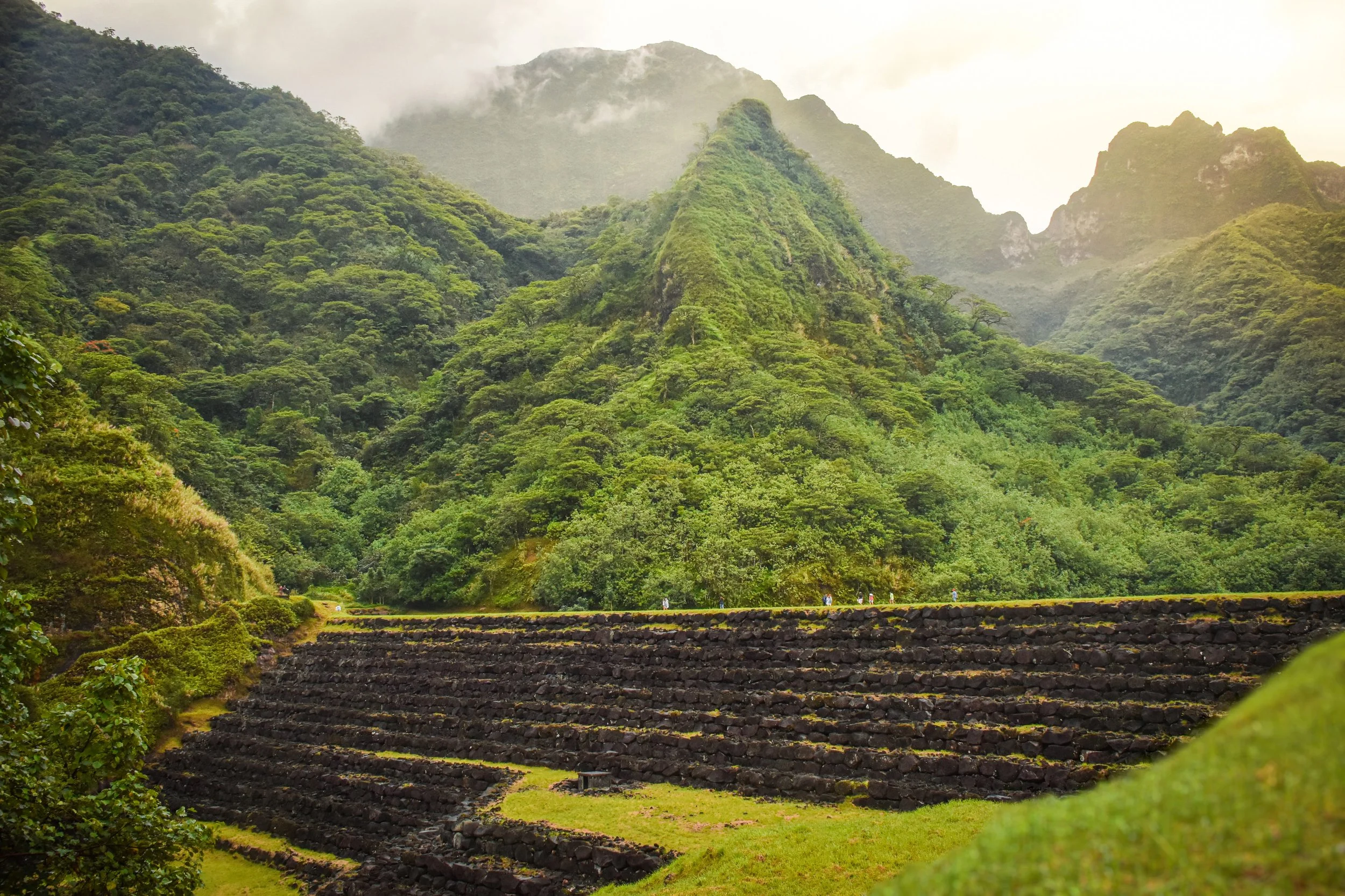 Tahiti Jungle