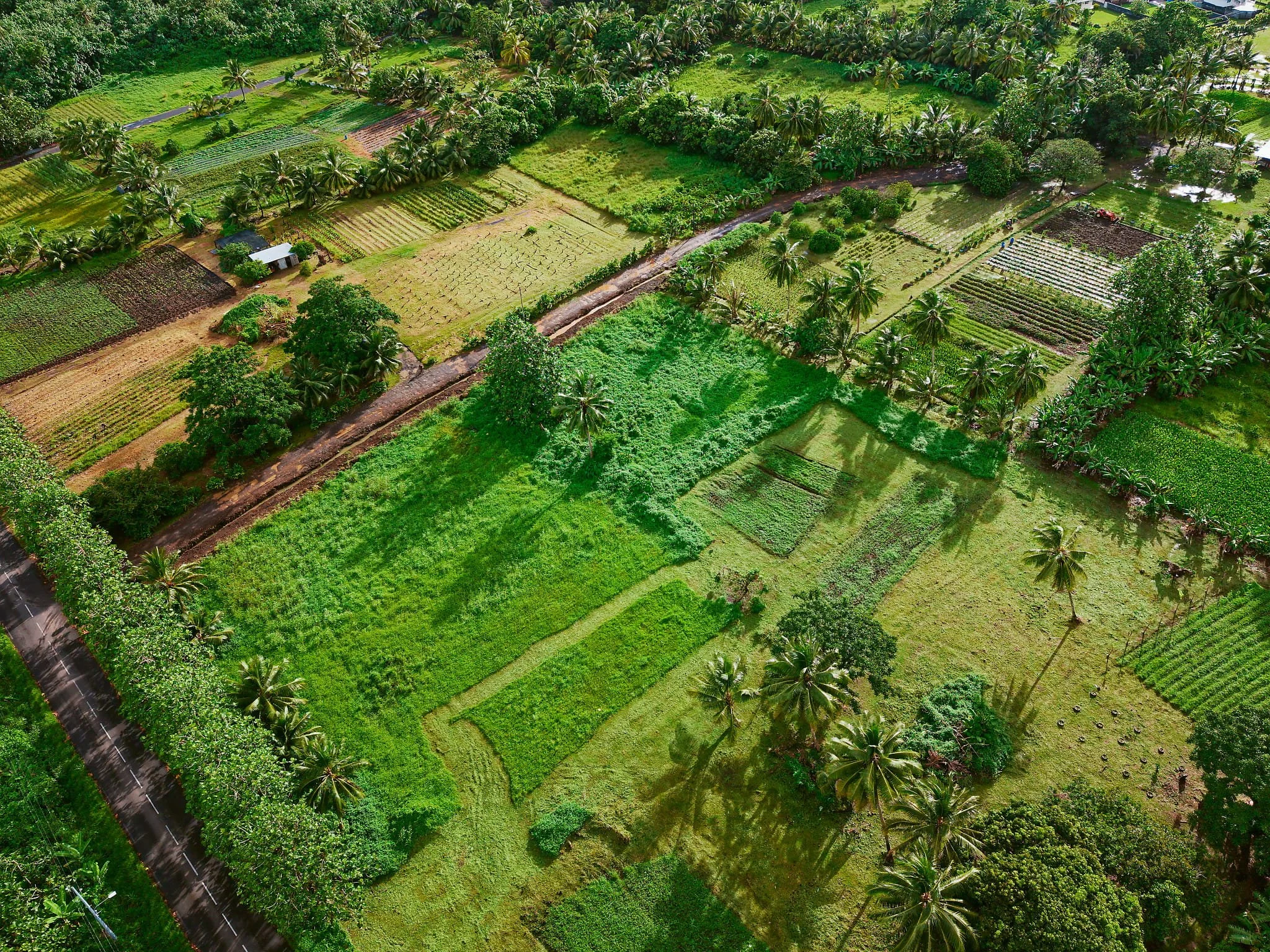 Tahiti Jungle 