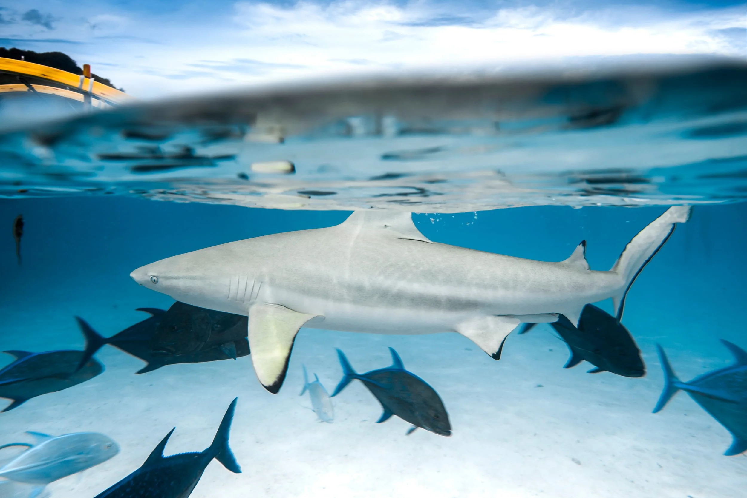 Tahiti Underwater Shark