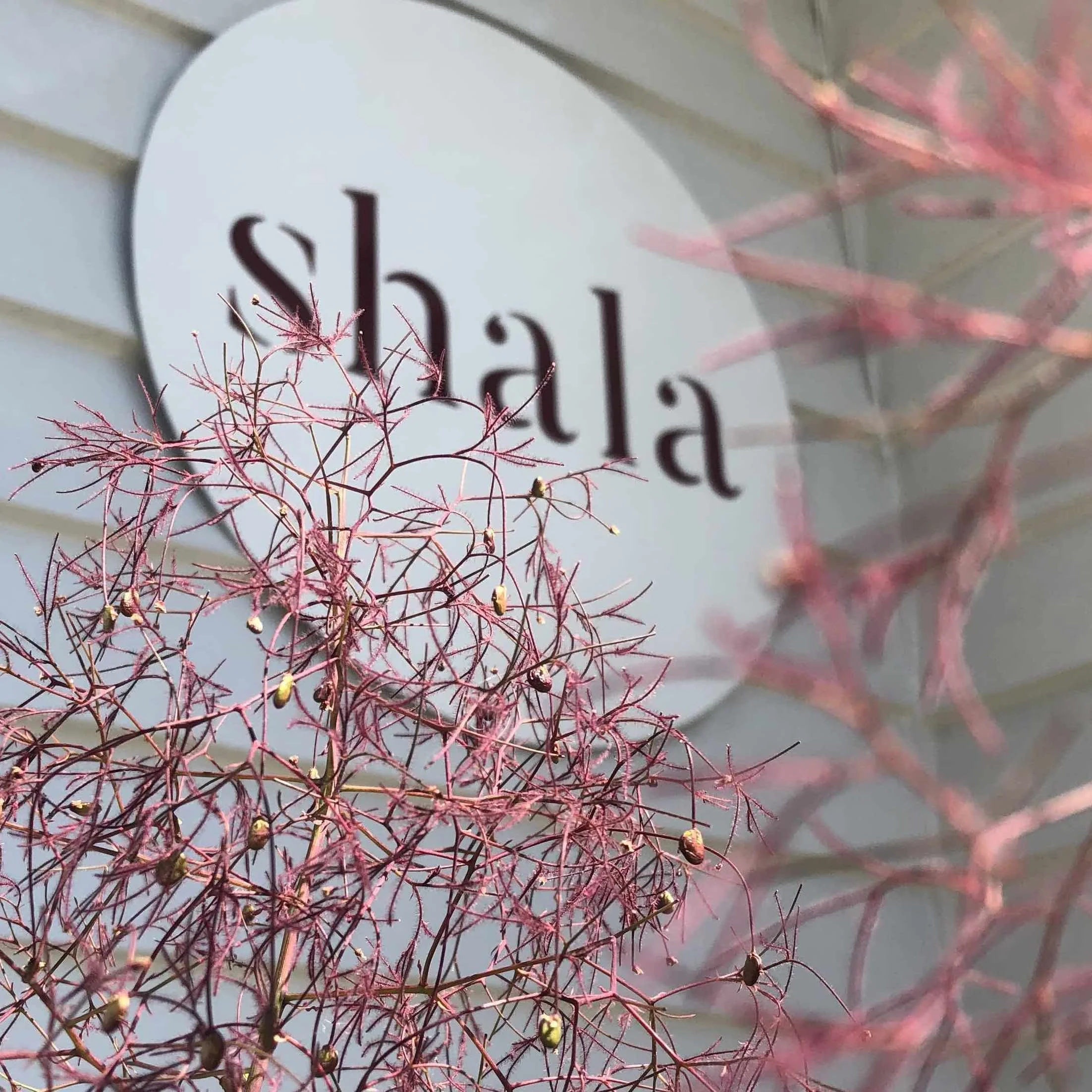 Shala - Elle Smith