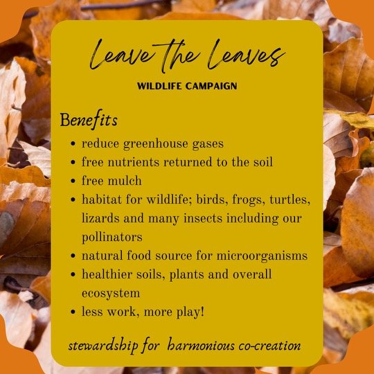 Leave the Leaves - 2.jpeg