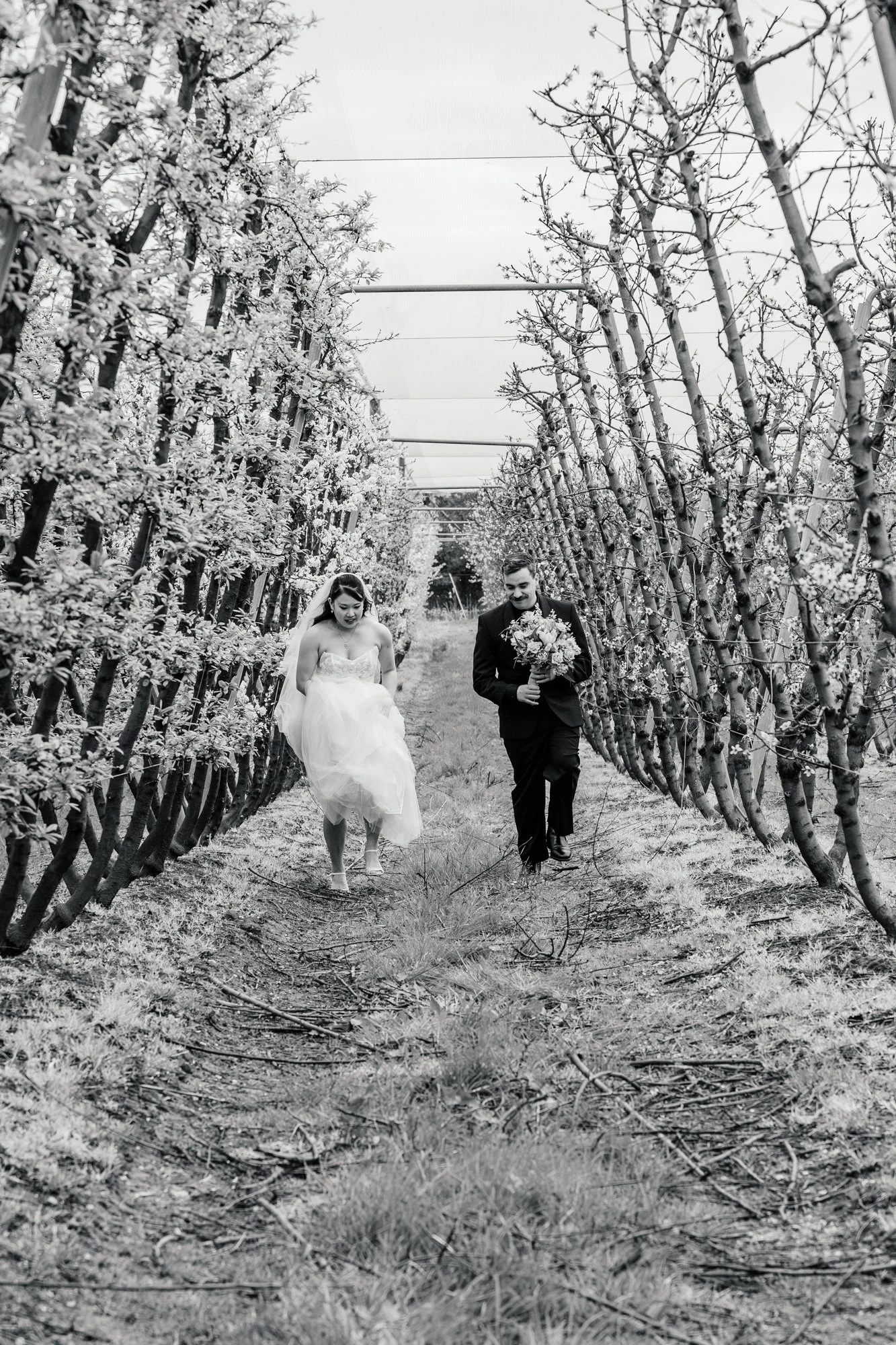 A black-and-white photo of a bride and groom walking through a vineyard. The bride wears a strapless wedding gown with a veil, and the groom wears a dark suit holding a bouquet of flowers. The vineyard rows are lined with blooming trees, under an ove