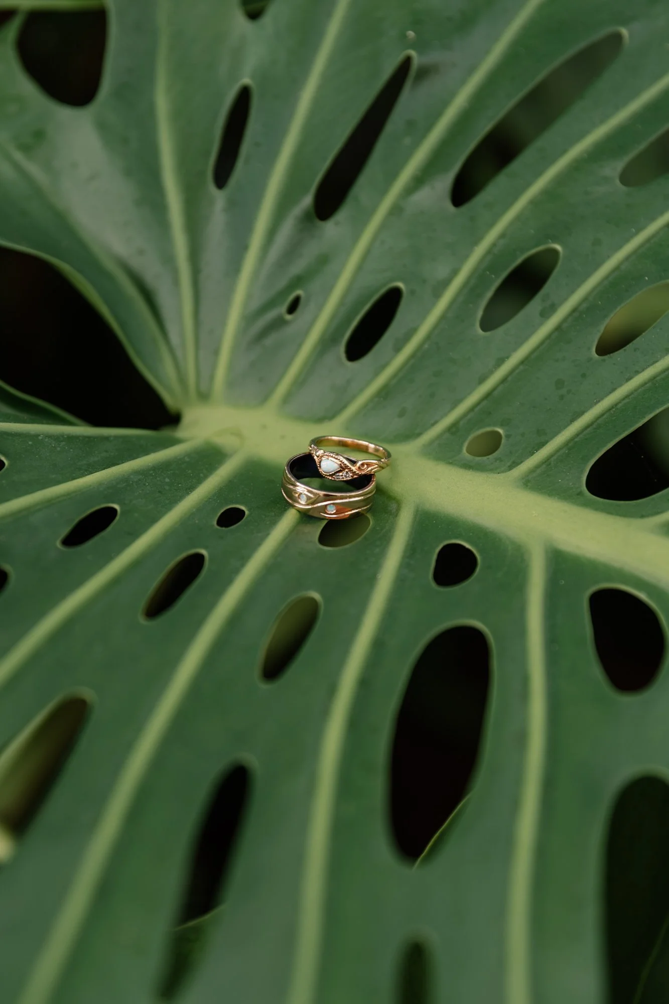 Close-up of a large green monstera leaf with two gold rings resting on it.